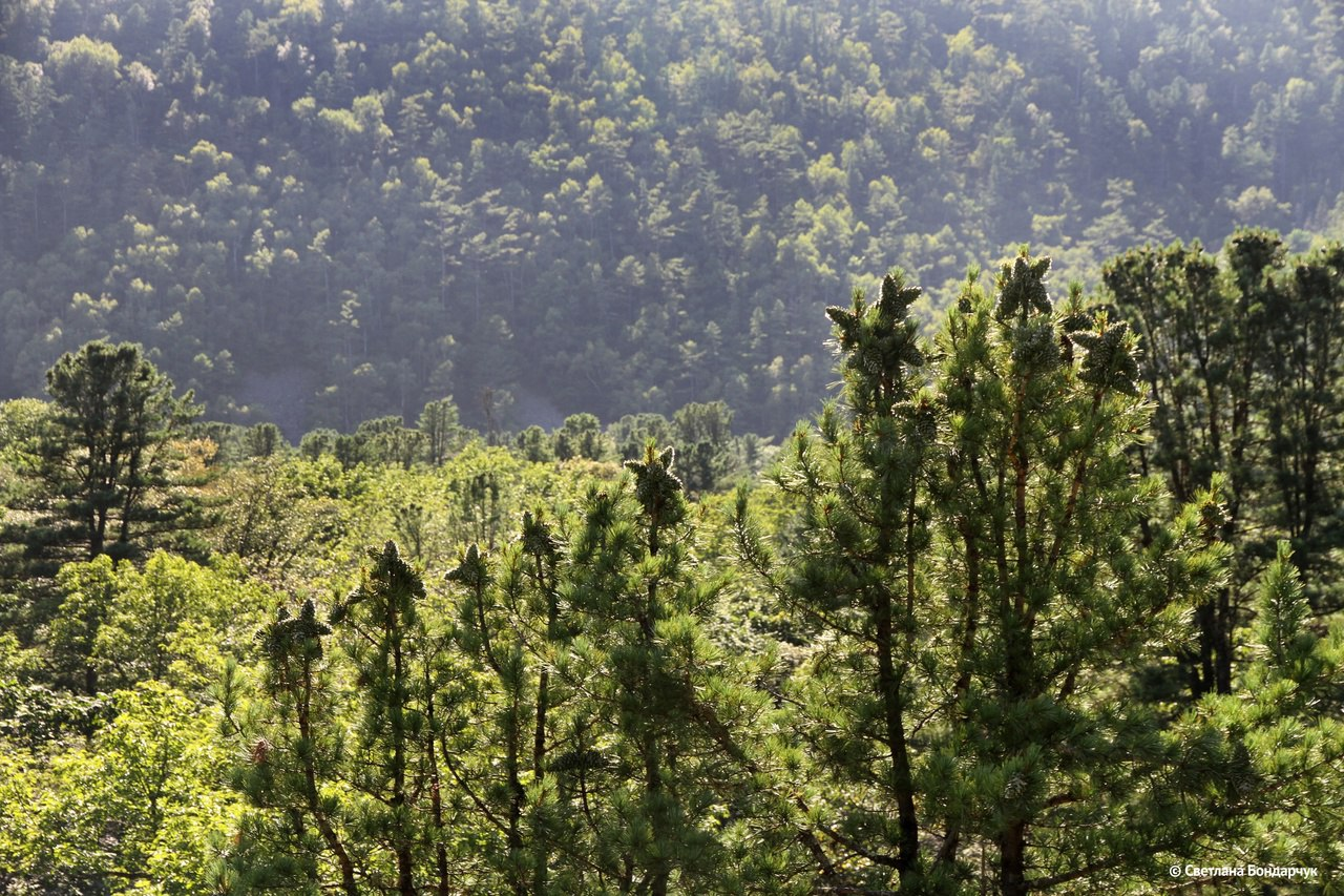 Today is Forest Workers Day! - Forest, Holidays, Protection of Nature, The photo, beauty, wildlife, Telegram (link), Longpost