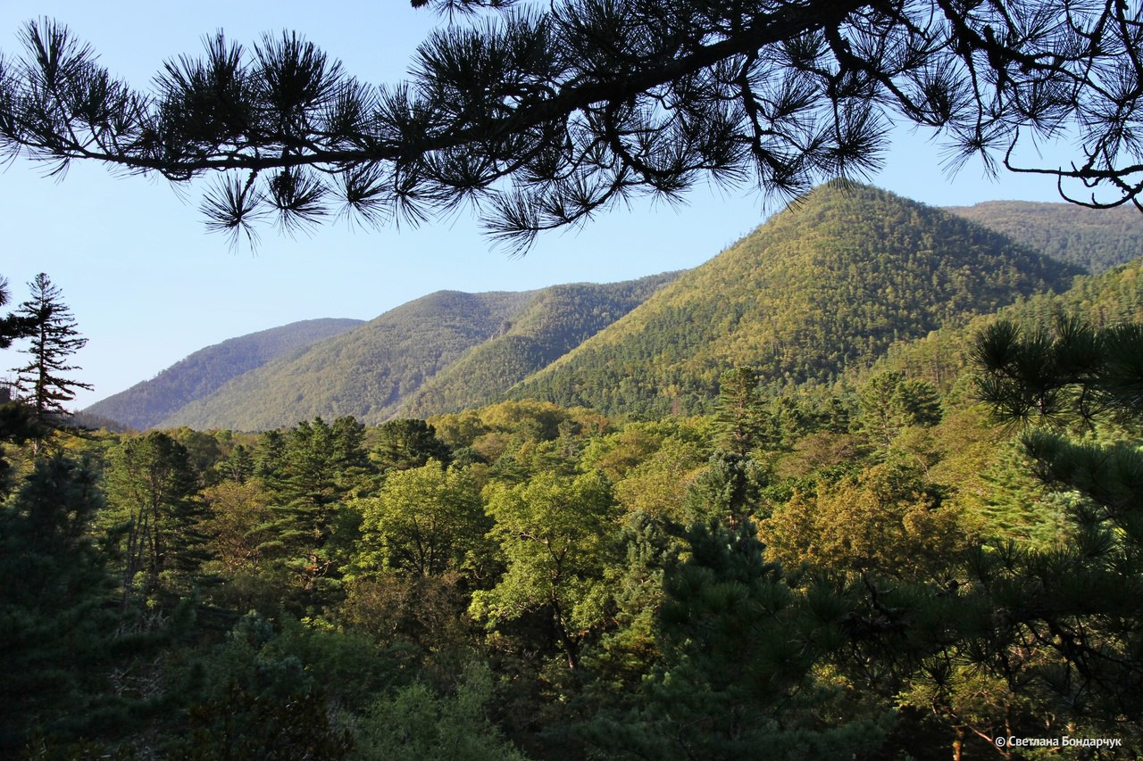 Today is Forest Workers Day! - Forest, Holidays, Protection of Nature, The photo, beauty, wildlife, Telegram (link), Longpost