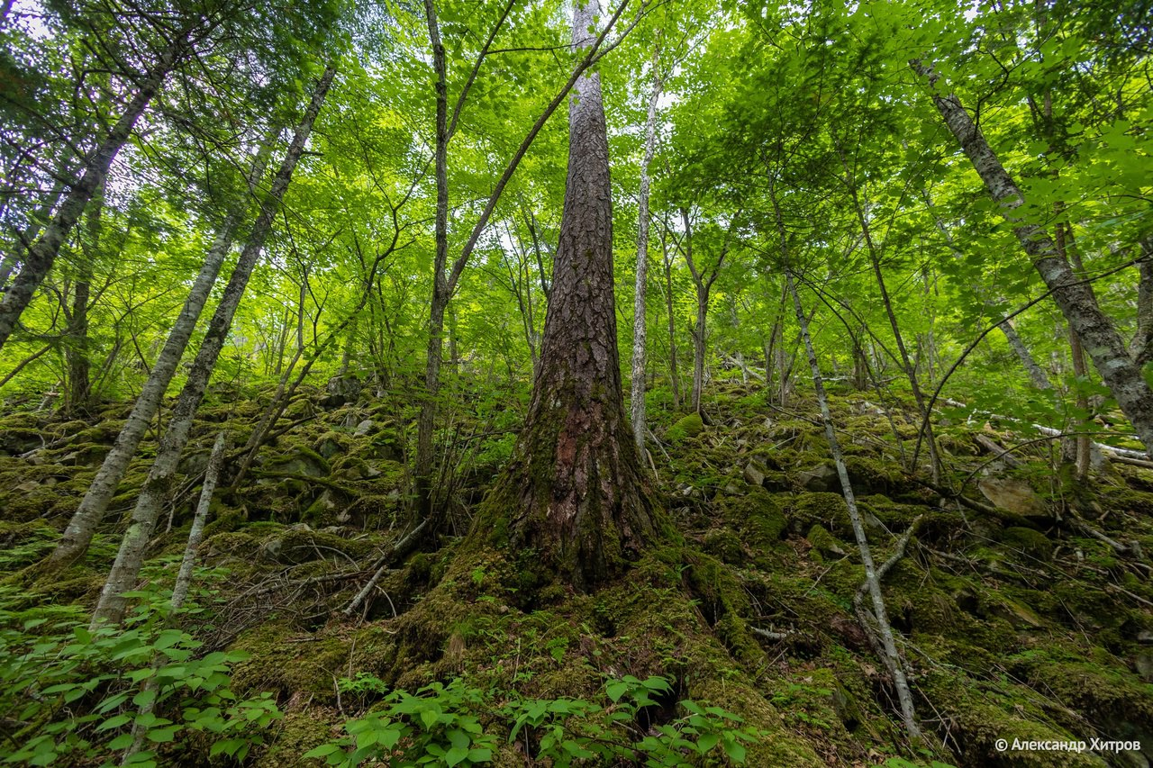 Today is Forest Workers Day! - Forest, Holidays, Protection of Nature, The photo, beauty, wildlife, Telegram (link), Longpost