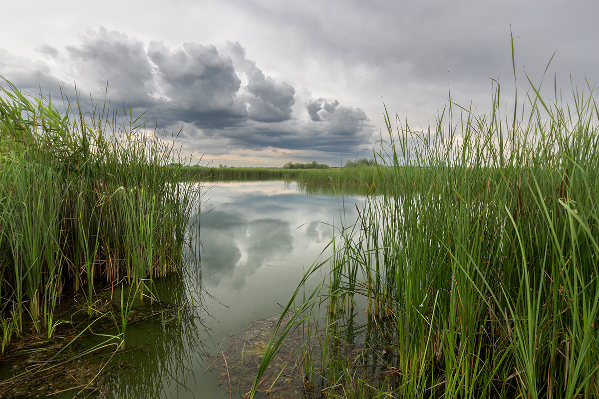 In the floodplains - My, River, Rostov region, Landscape, The photo