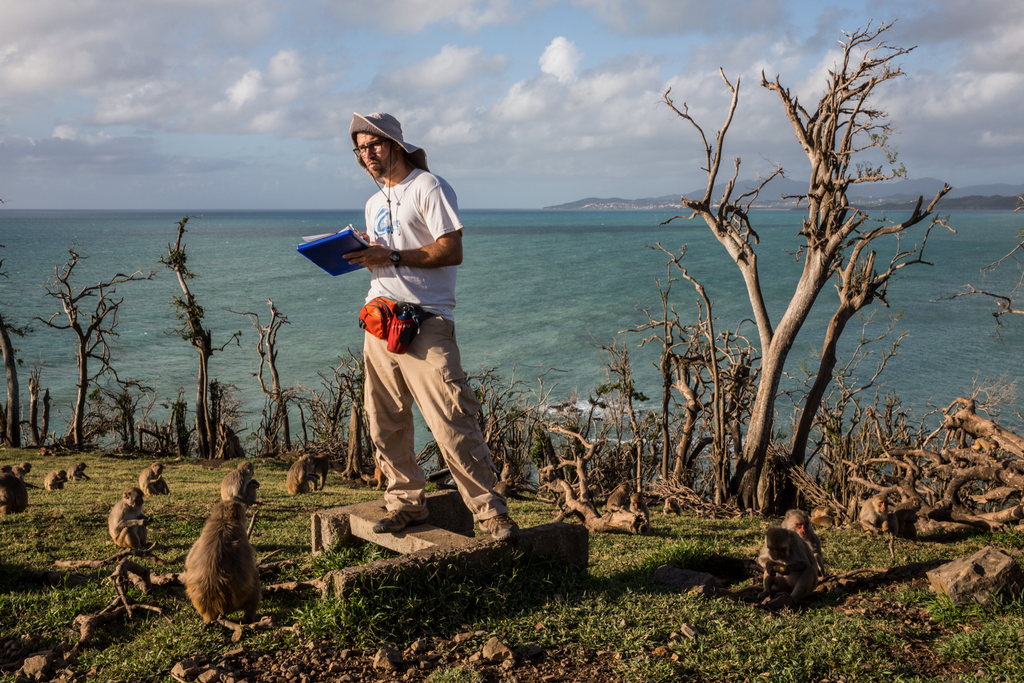 How the US Created a Secret Island Filled with Monkeys for Experiments - Monkey, Island, USA, Animals, Wild animals, Yandex Zen, Yandex Zen (link), Longpost