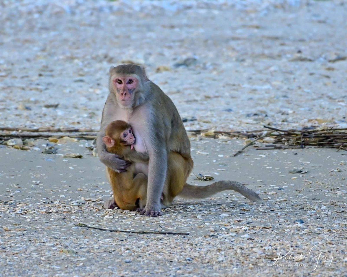 How the US Created a Secret Island Filled with Monkeys for Experiments - Monkey, Island, USA, Animals, Wild animals, Yandex Zen, Yandex Zen (link), Longpost