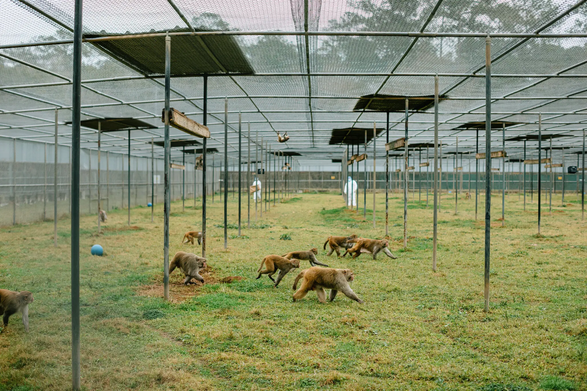 How the US Created a Secret Island Filled with Monkeys for Experiments - Monkey, Island, USA, Animals, Wild animals, Yandex Zen, Yandex Zen (link), Longpost