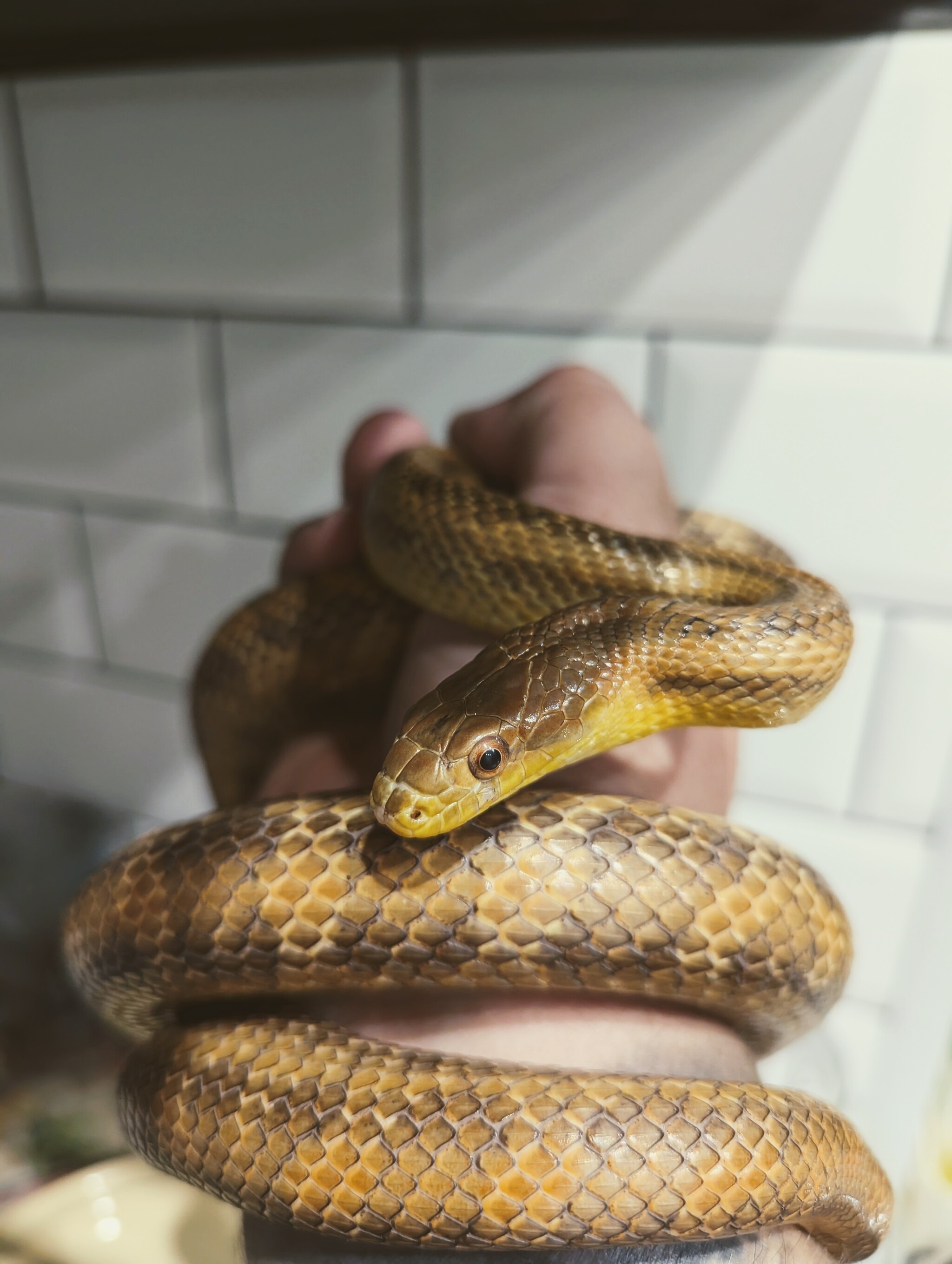 Just my snake - My, The photo, Snake, Longpost