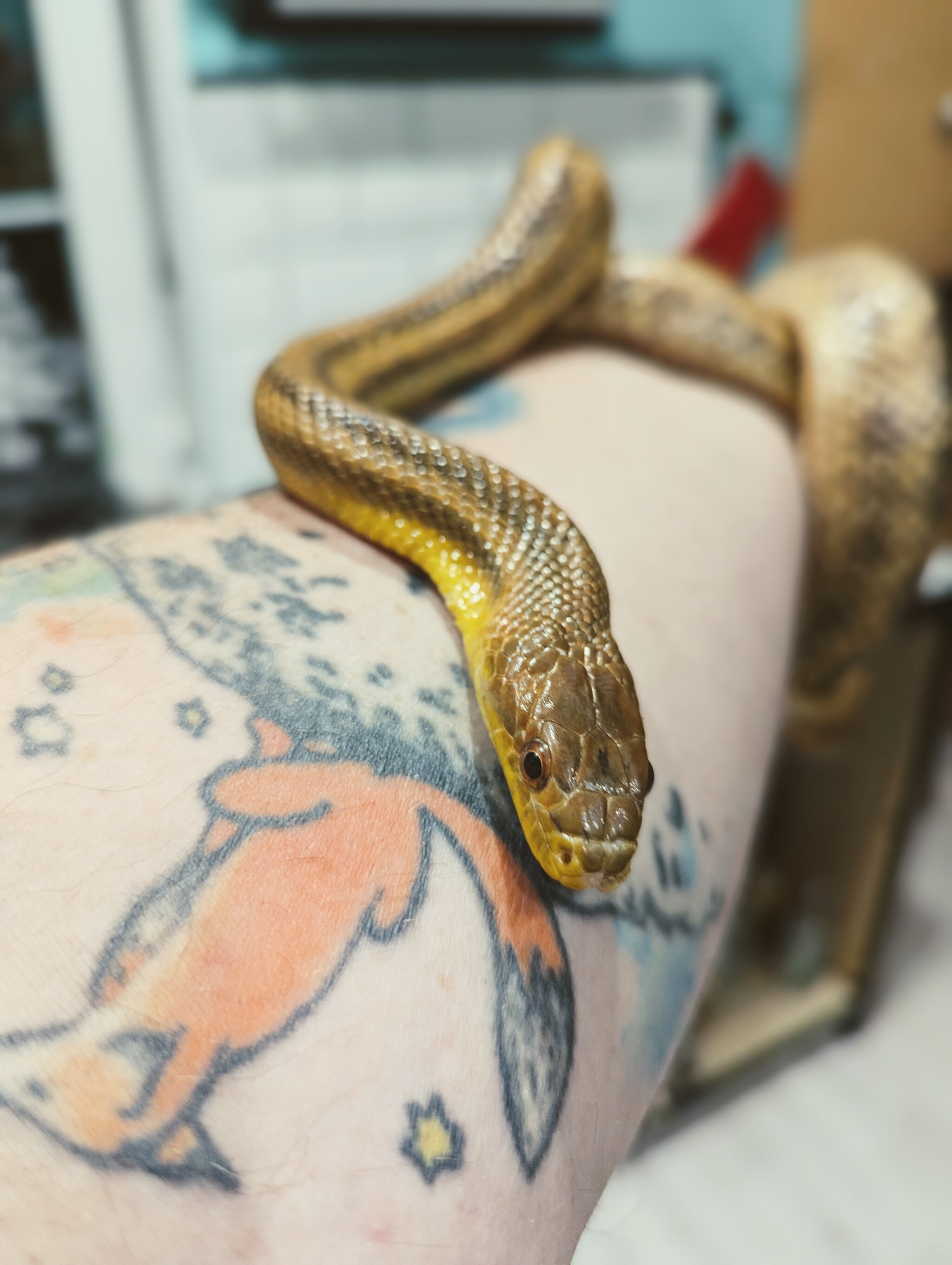 Just my snake - My, The photo, Snake, Longpost