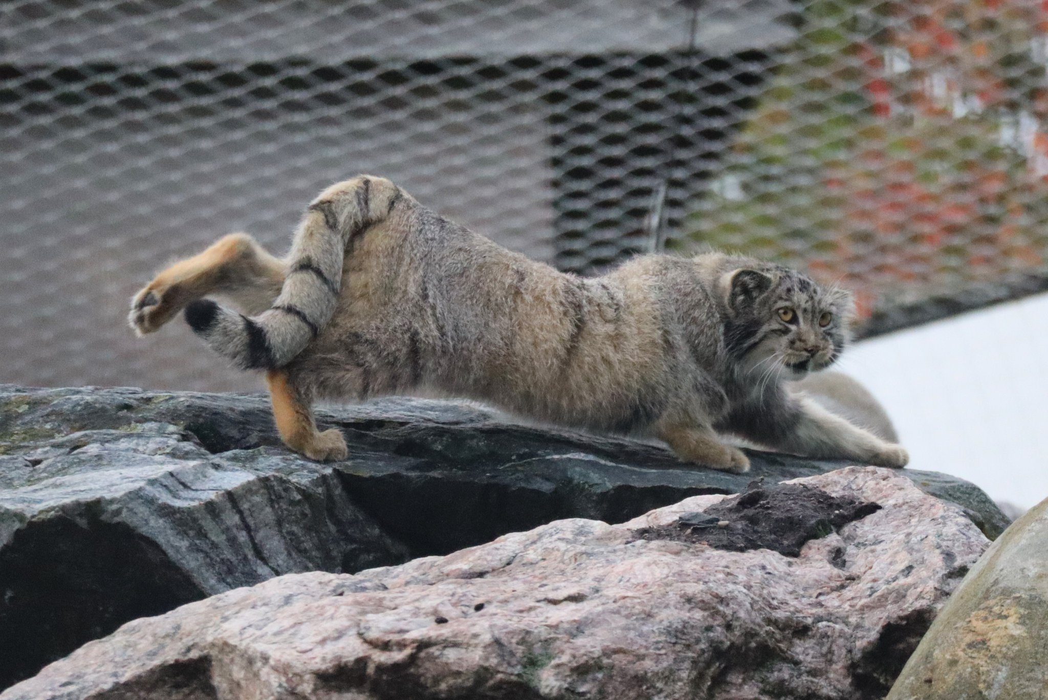 Morning stretching - Wild animals, Zoo, Predatory animals, Cat family, Pallas' cat, Small cats