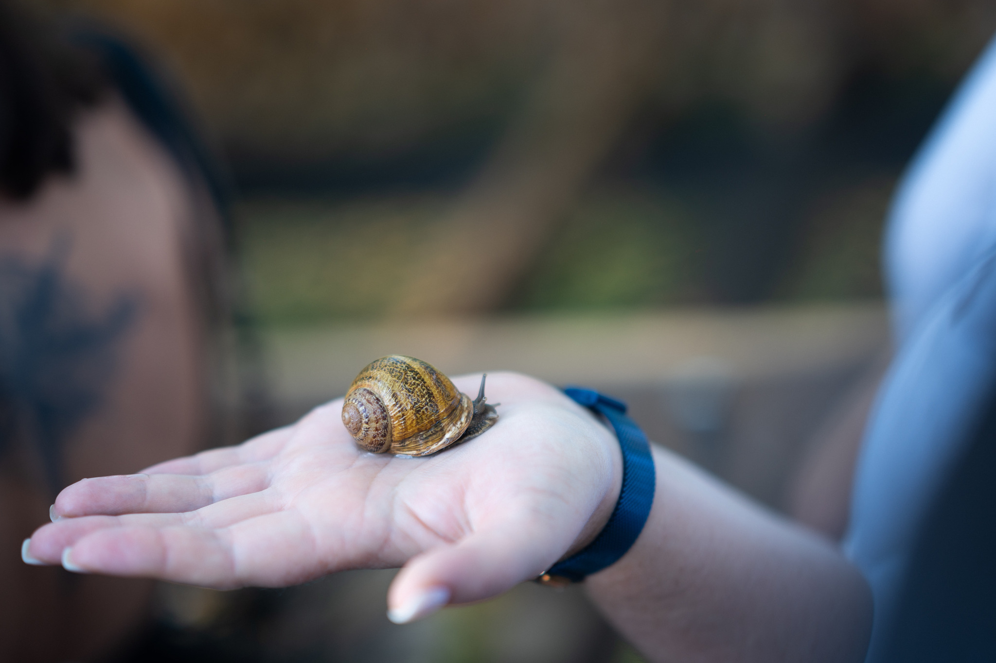 Snail farm in Ivanovo region - My, Dinner, Cooking, Snail, Sea snail, Farm, Import substitution, Products, Ivanovo region, Shuya, Gastronomy, Travel across Russia, Tasting, Сельское хозяйство, Ostrich, Longpost