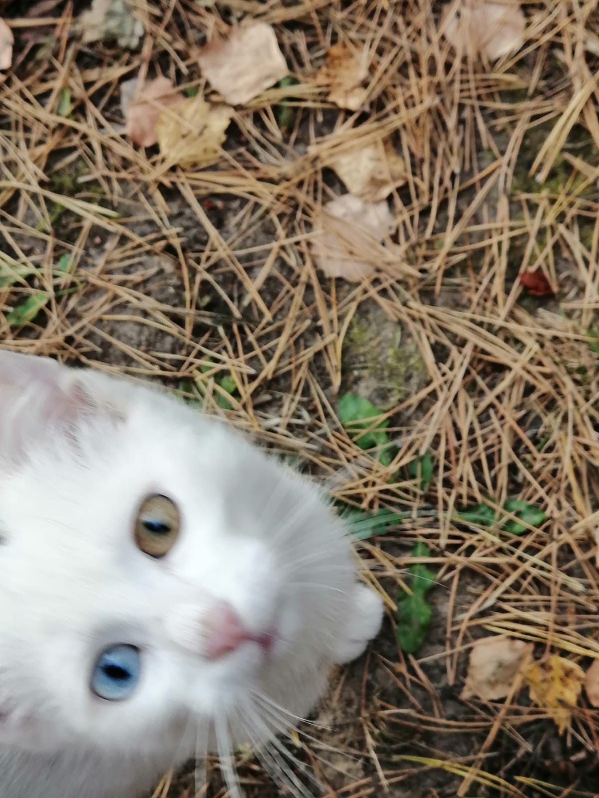 A cat at the dacha - In good hands, Pets, cat, No rating, Longpost