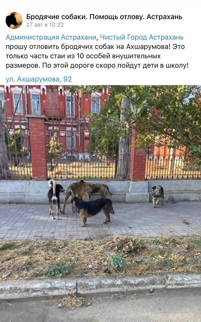 Residents of Astrakhan created a VKontakte group to help the administration catch aggressive stray dogs faster - Stray dogs, Astrakhan, Astrakhan Region, Radical animal protection, Animal defenders, Homeless animals, VKontakte (link), Longpost, Telegram (link), Screenshot, Safety, Negative