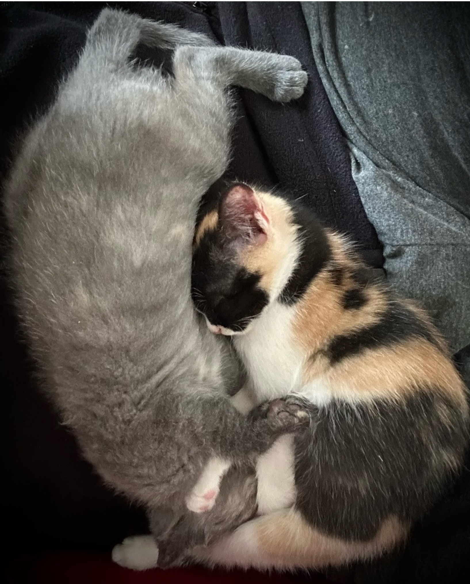 Cat Yin-Yang - My, Milota, cat, Kittens, The photo