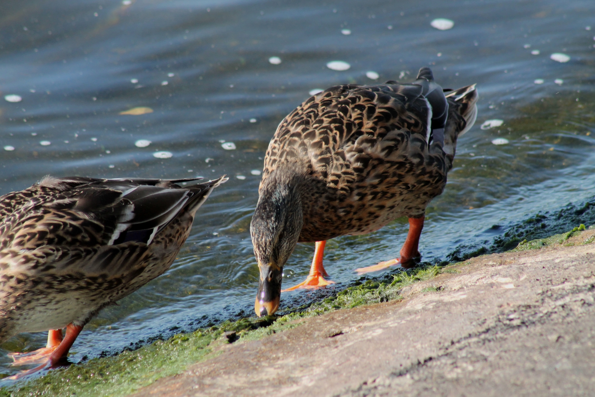 Duck - My, The photo, Duck