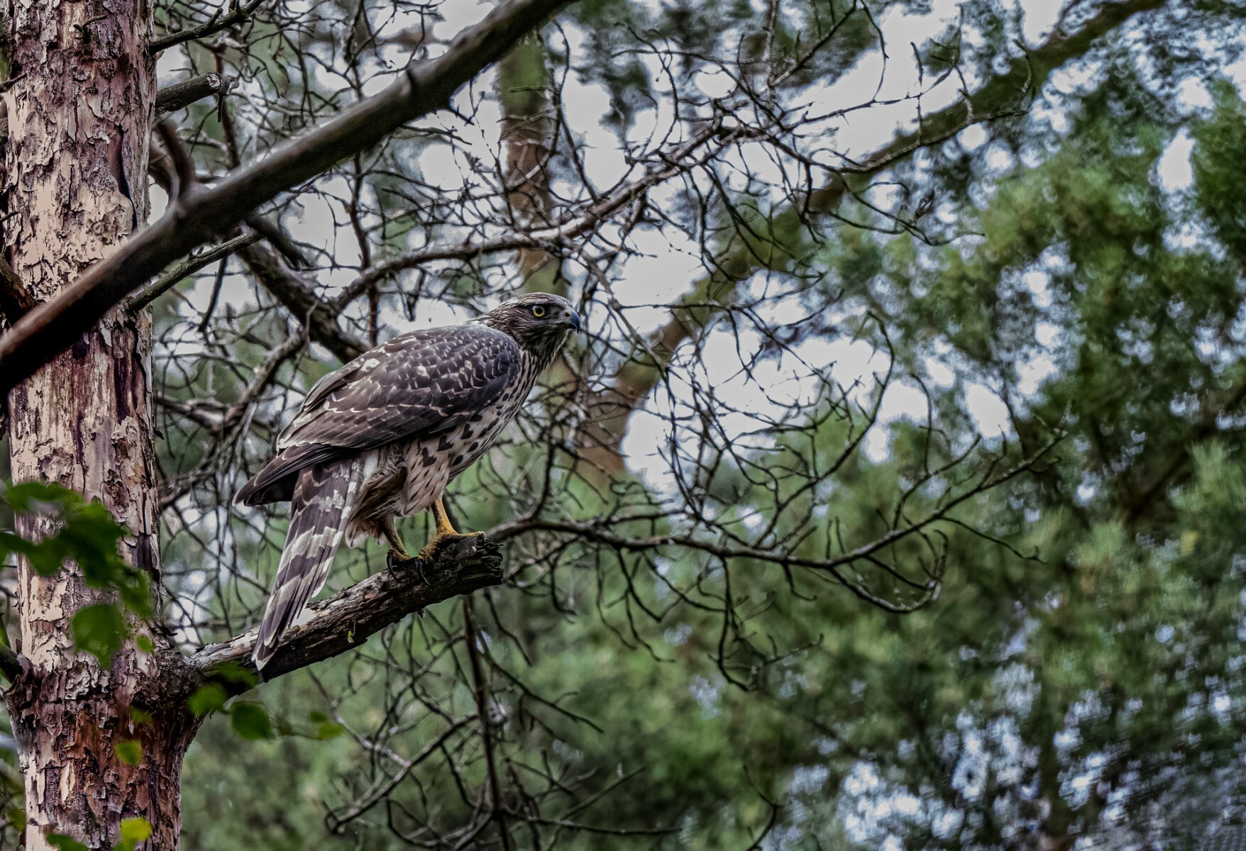 Competition Wildlife of Moscow-2024 - Photographer, The photo, Competition, Project, Beginning photographer, Nikon, Canon, Street photography, Film, City walk, The park, Video, Telegram (link), Longpost