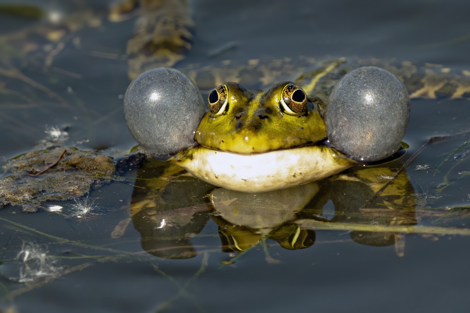 Competition Wildlife of Moscow-2024 - Photographer, The photo, Competition, Project, Beginning photographer, Nikon, Canon, Street photography, Film, City walk, The park, Video, Telegram (link), Longpost