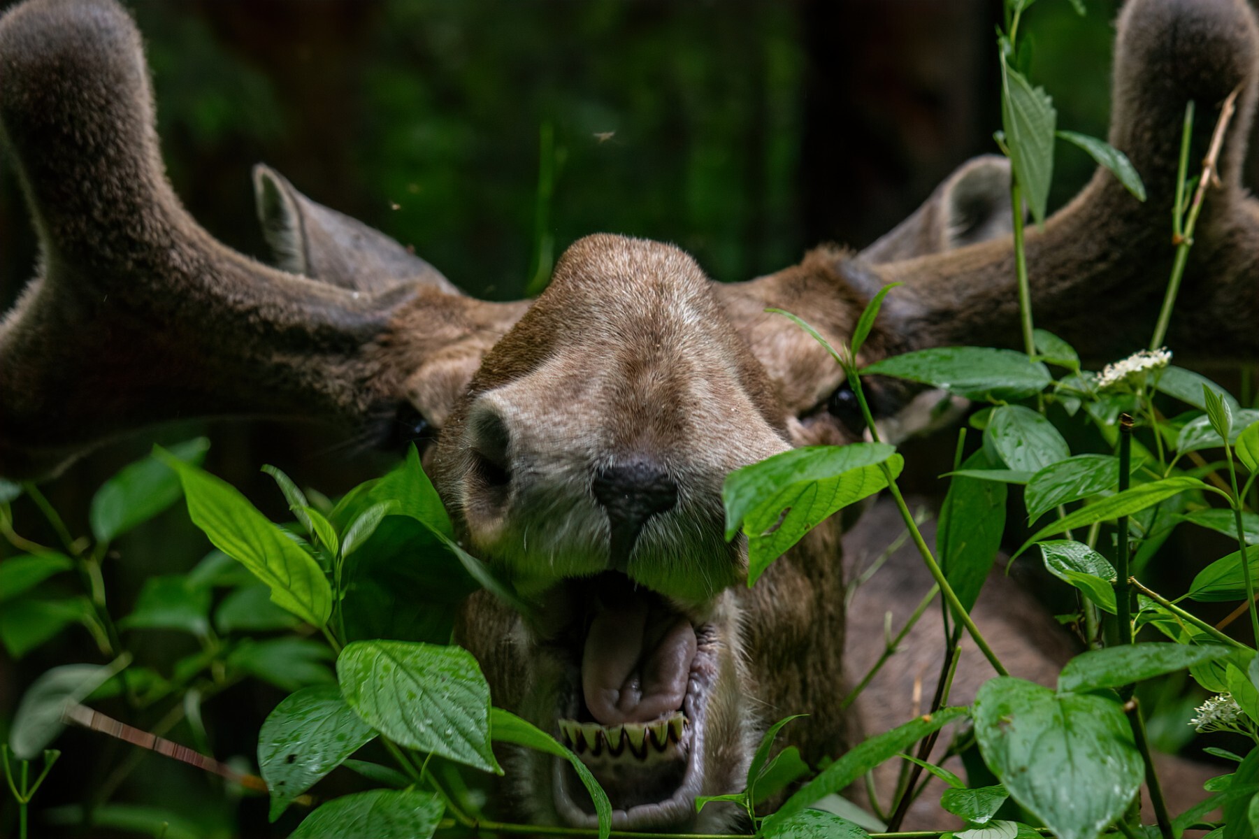 Competition Wildlife of Moscow-2024 - Photographer, The photo, Competition, Project, Beginning photographer, Nikon, Canon, Street photography, Film, City walk, The park, Video, Telegram (link), Longpost