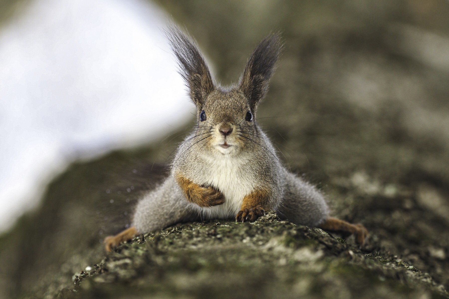 Competition Wildlife of Moscow-2024 - Photographer, The photo, Competition, Project, Beginning photographer, Nikon, Canon, Street photography, Film, City walk, The park, Video, Telegram (link), Longpost