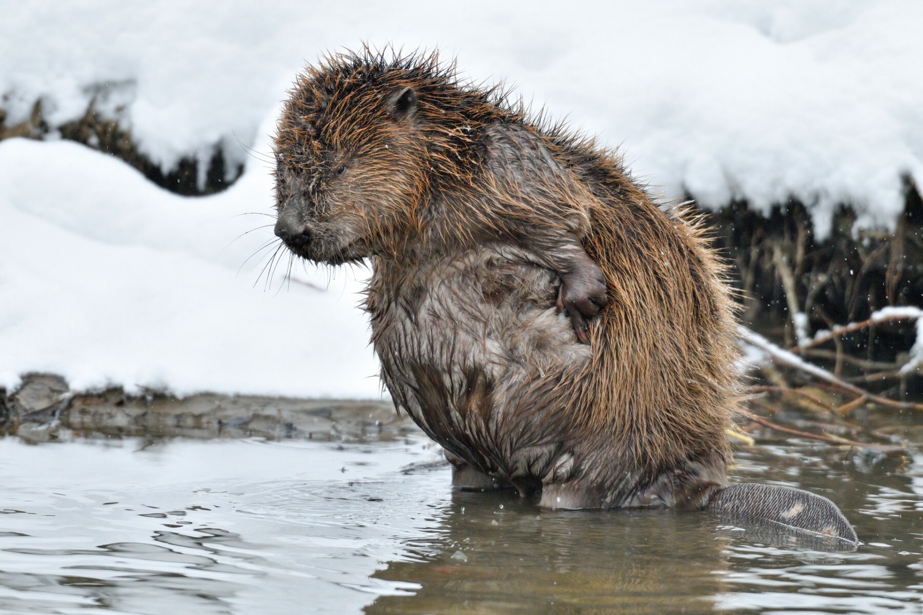 Competition Wildlife of Moscow-2024 - Photographer, The photo, Competition, Project, Beginning photographer, Nikon, Canon, Street photography, Film, City walk, The park, Video, Telegram (link), Longpost