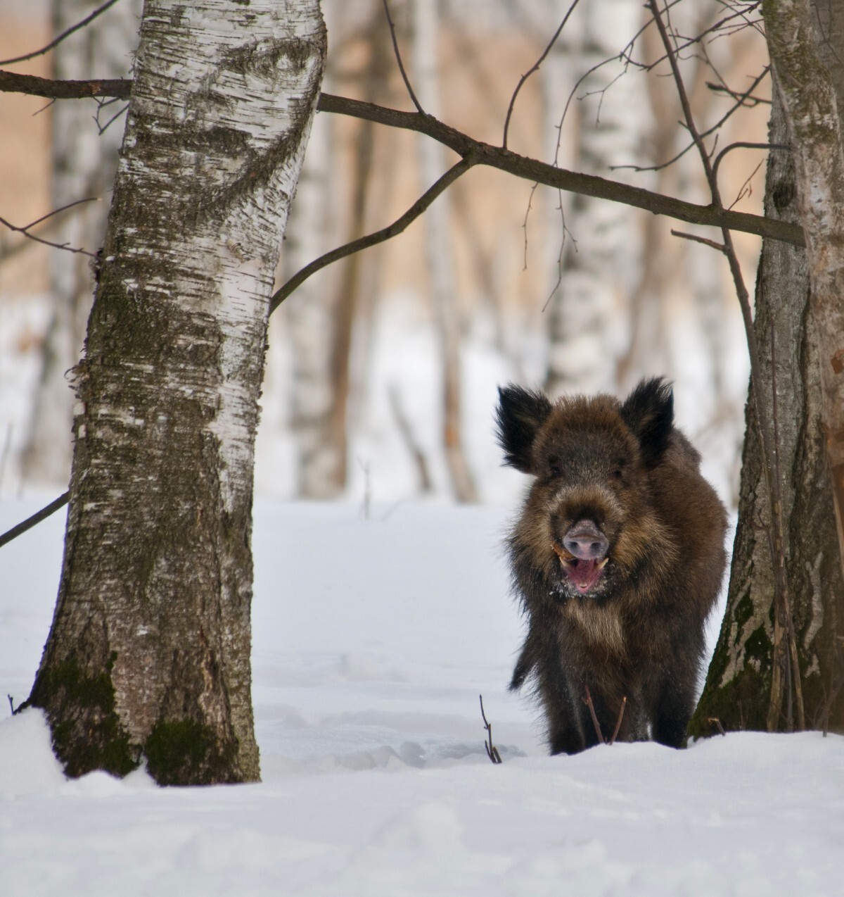 Competition Wildlife of Moscow-2024 - Photographer, The photo, Competition, Project, Beginning photographer, Nikon, Canon, Street photography, Film, City walk, The park, Video, Telegram (link), Longpost