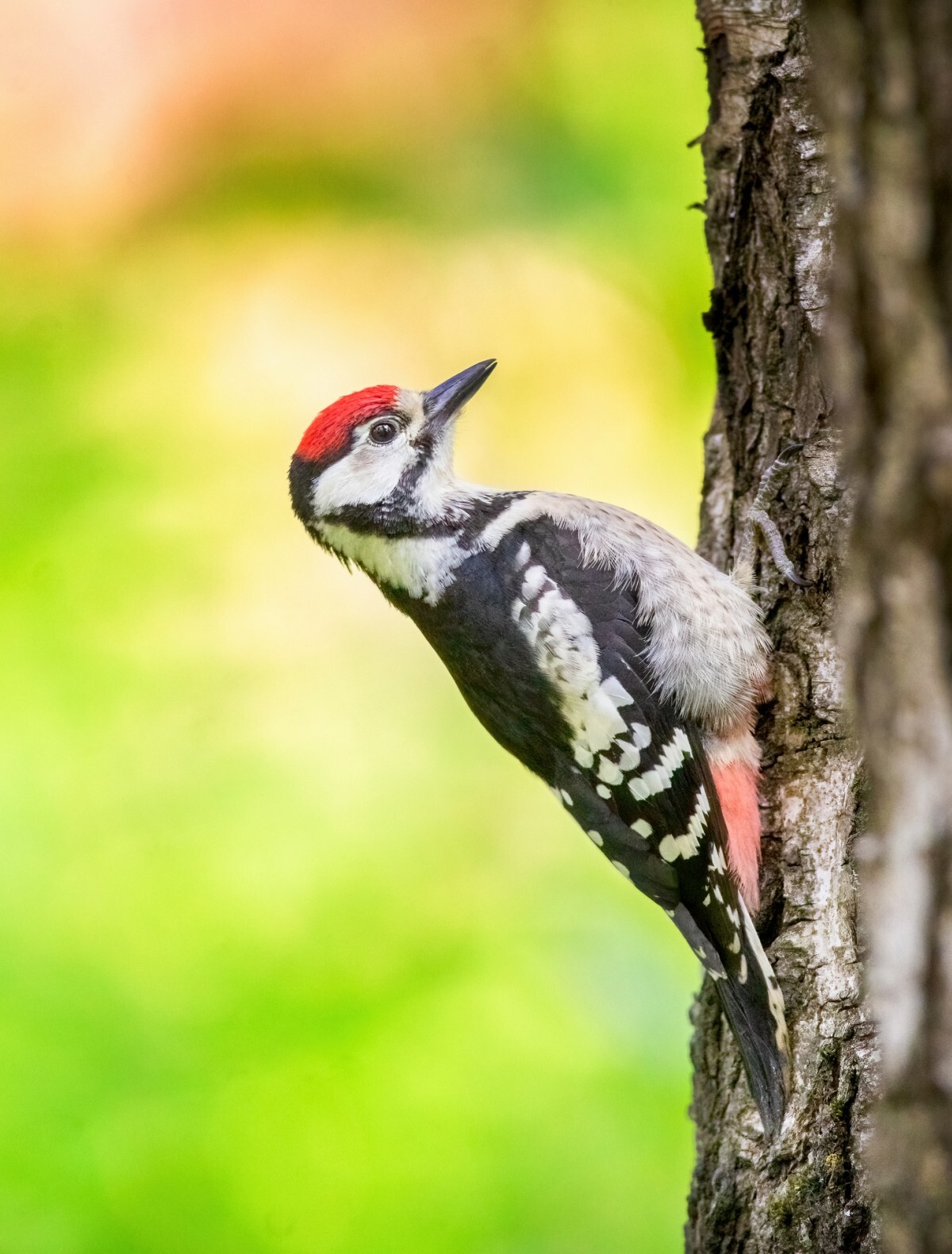 Competition Wildlife of Moscow-2024 - Photographer, The photo, Competition, Project, Beginning photographer, Nikon, Canon, Street photography, Film, City walk, The park, Video, Telegram (link), Longpost