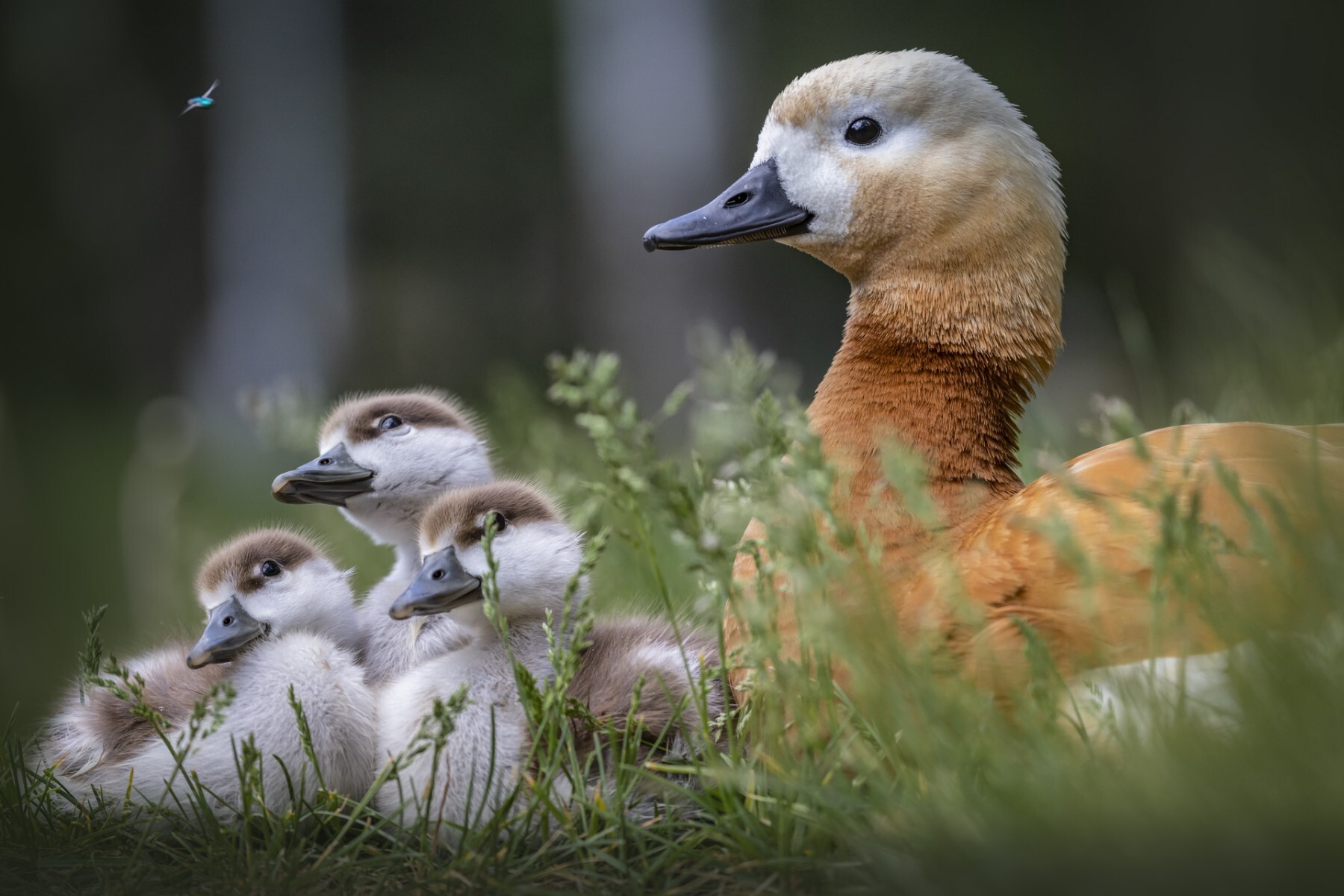 Competition Wildlife of Moscow-2024 - Photographer, The photo, Competition, Project, Beginning photographer, Nikon, Canon, Street photography, Film, City walk, The park, Video, Telegram (link), Longpost