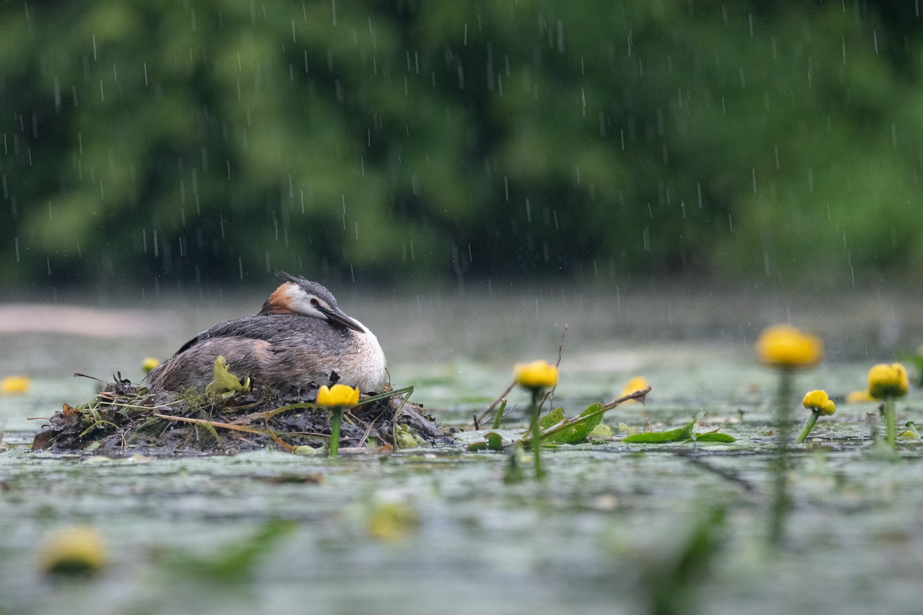 Competition Wildlife of Moscow-2024 - Photographer, The photo, Competition, Project, Beginning photographer, Nikon, Canon, Street photography, Film, City walk, The park, Video, Telegram (link), Longpost