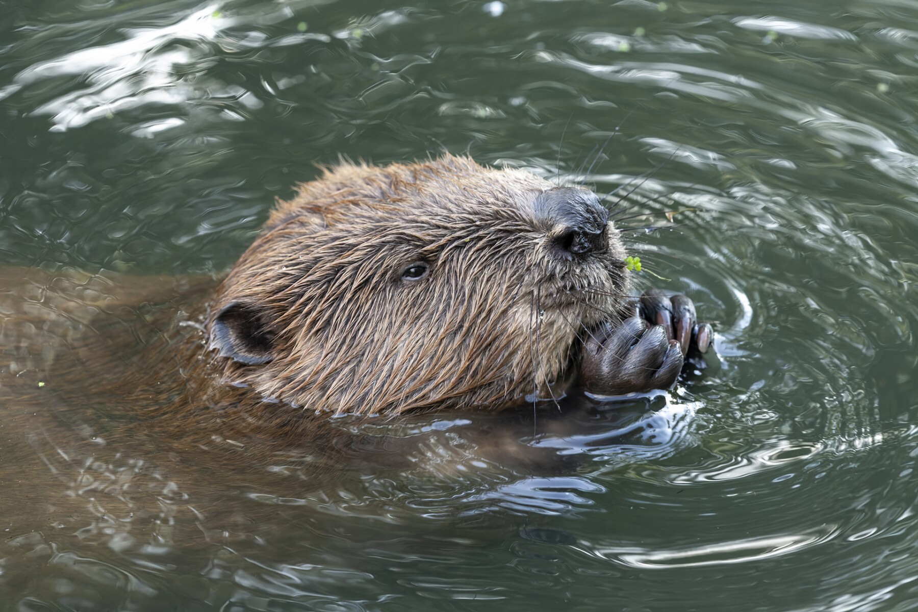 Competition Wildlife of Moscow-2024 - Photographer, The photo, Competition, Project, Beginning photographer, Nikon, Canon, Street photography, Film, City walk, The park, Video, Telegram (link), Longpost