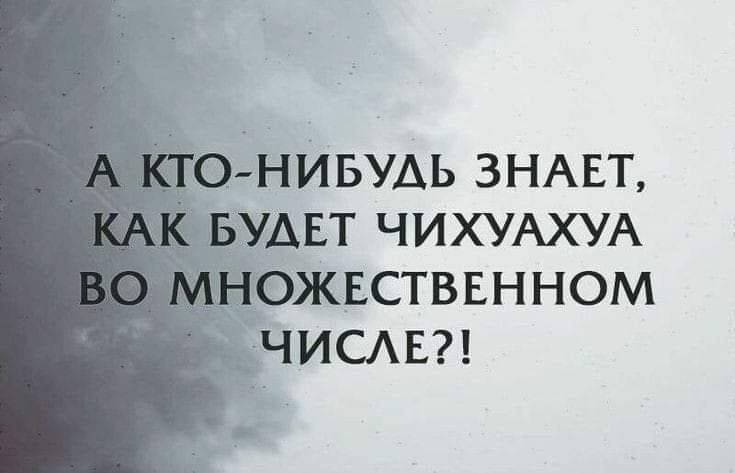 Good question. - Humor, Screenshot, Russian language, Chihuahua