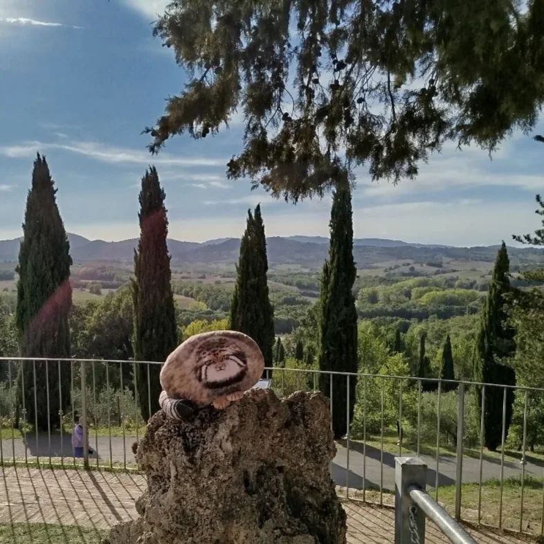 Continuation of the post Un italiano vero - Pallas' cat, Pillow, Vacation, The photo, Video, Vertical video, Instagram (link), Longpost, Tuscany, Abbey, Reply to post