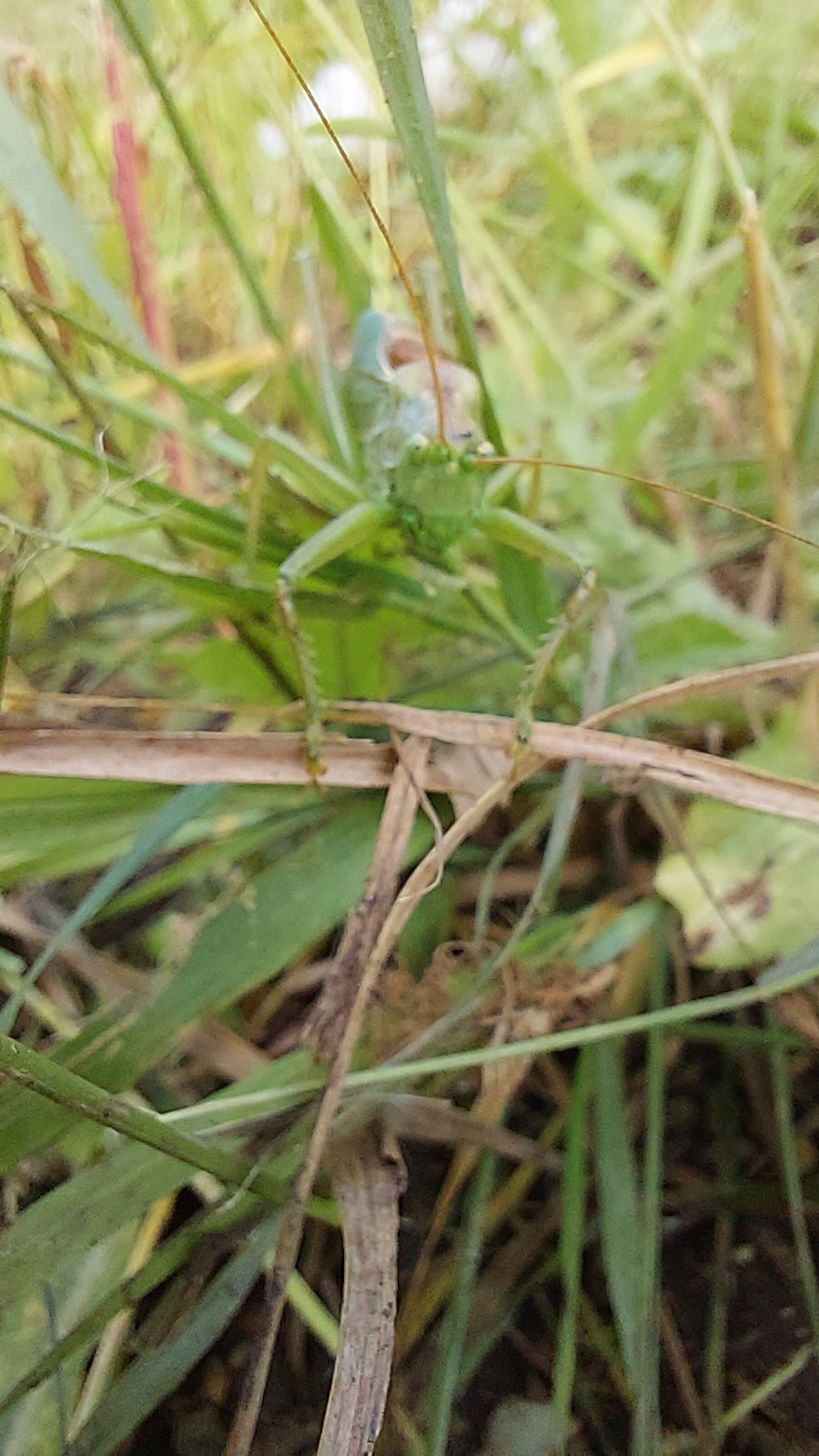 The world of insects - My, Mobile photography, Nature, Longpost