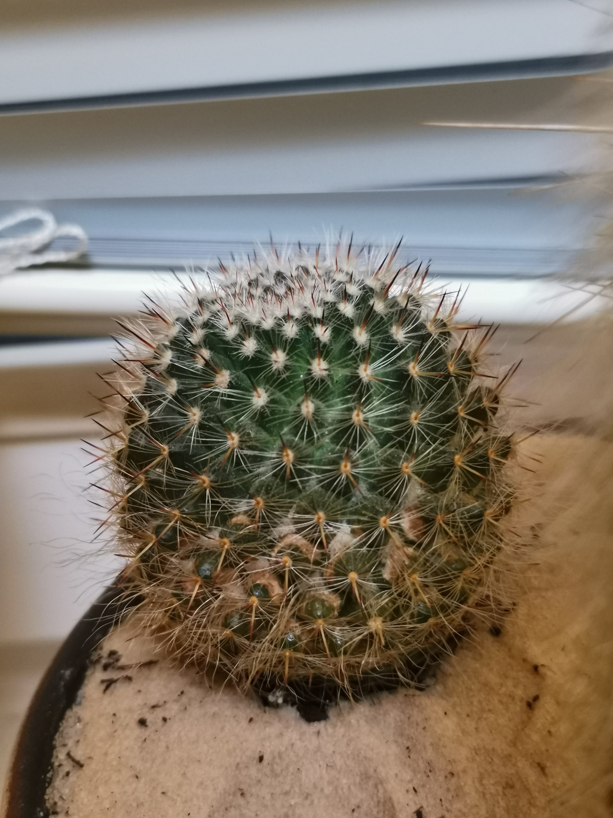 What kind of cacti are these? - My, Cactus, Succulents, Longpost