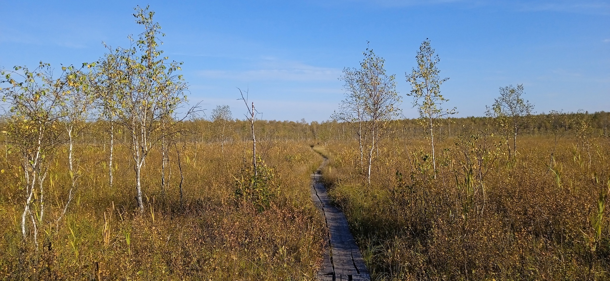 Susaninskoe swamp - Swamp, Ivan Susanin, The nature of Russia, Reserves and sanctuaries, Longpost