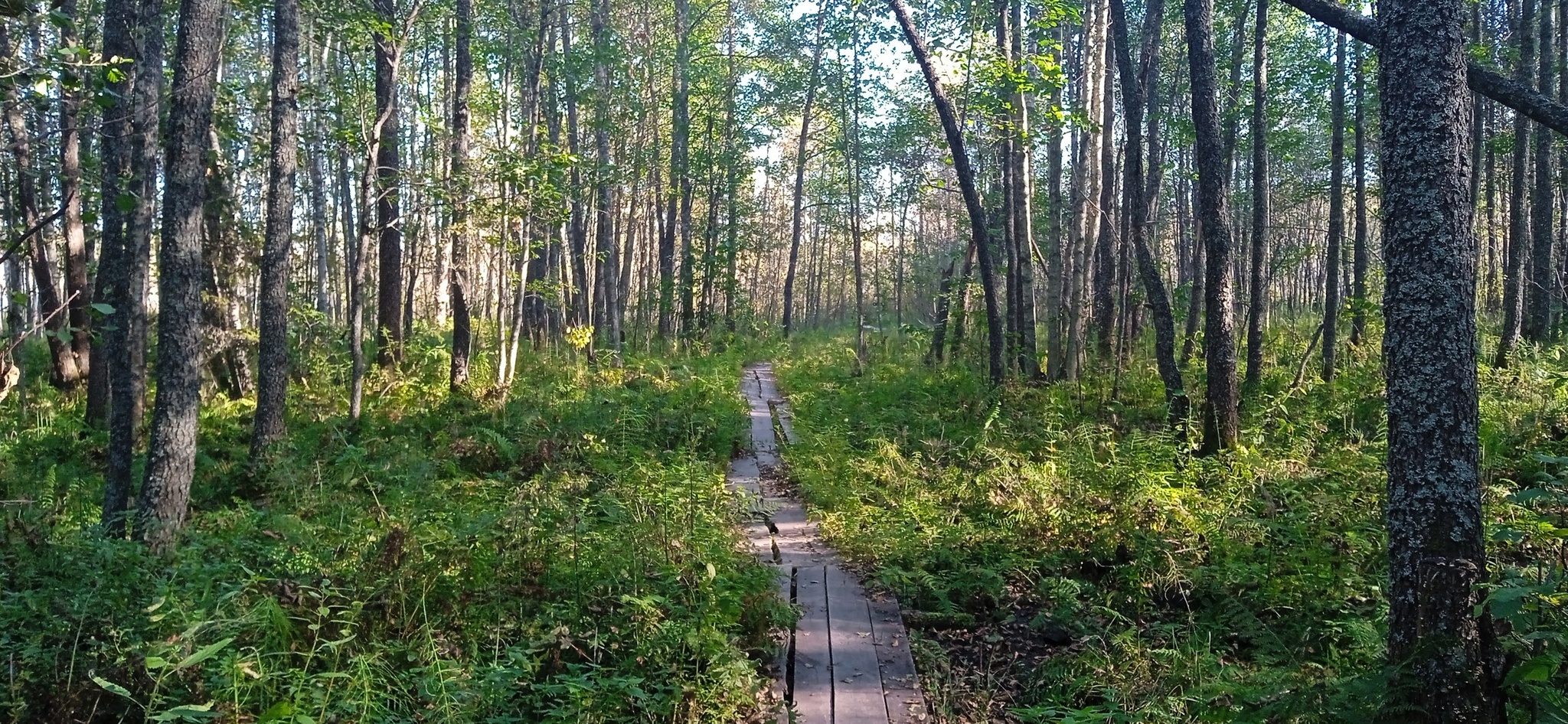 Susaninskoe swamp - Swamp, Ivan Susanin, The nature of Russia, Reserves and sanctuaries, Longpost