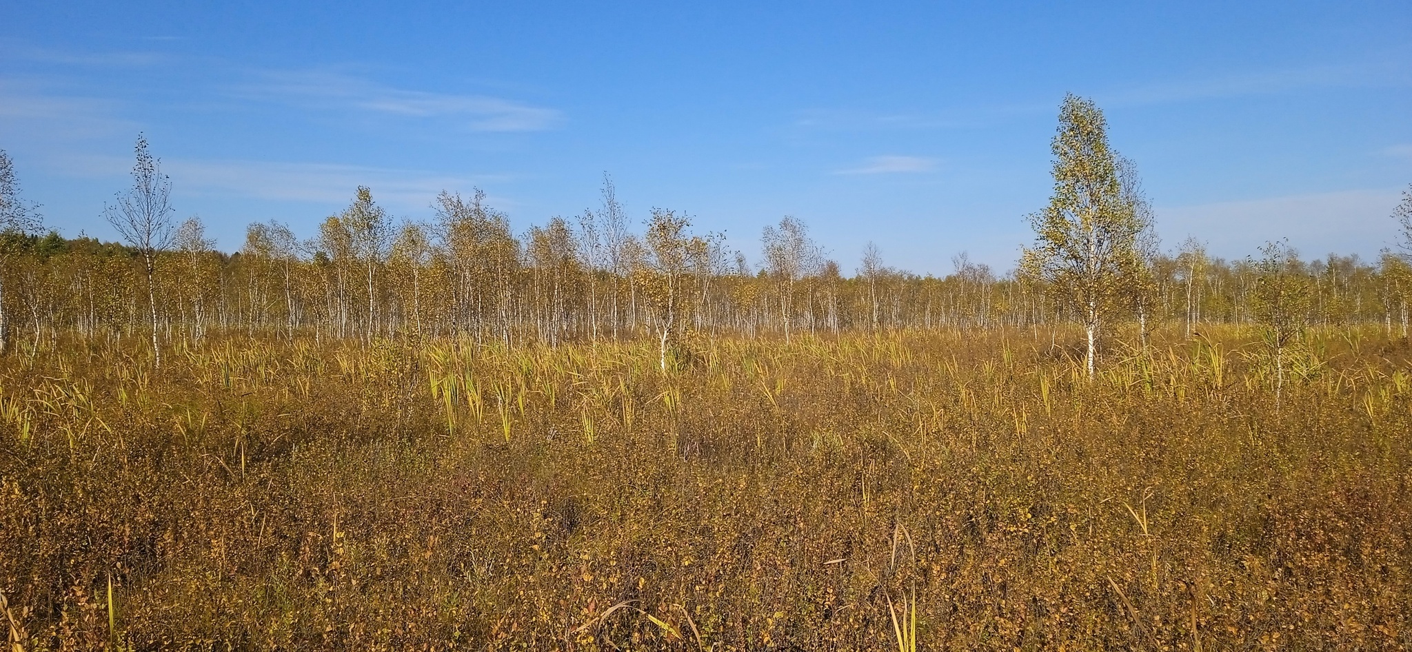 Susaninskoe swamp - Swamp, Ivan Susanin, The nature of Russia, Reserves and sanctuaries, Longpost