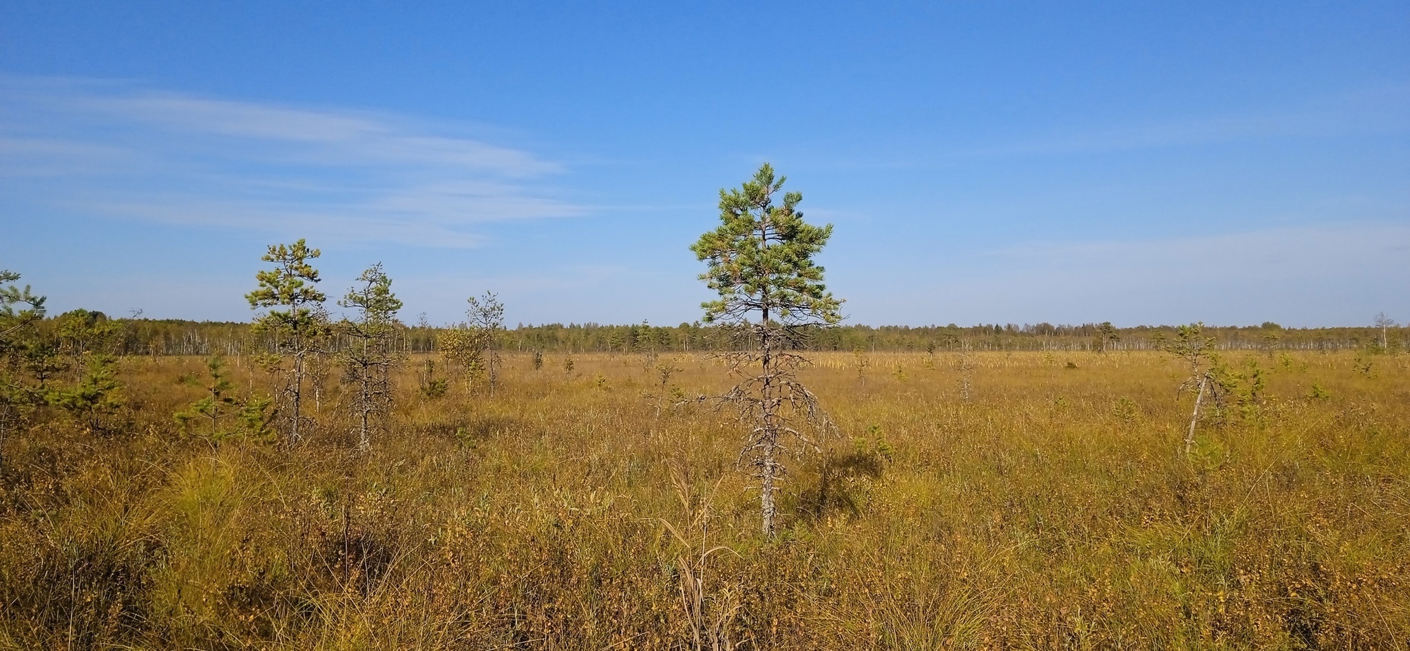 Susaninskoe swamp - Swamp, Ivan Susanin, The nature of Russia, Reserves and sanctuaries, Longpost