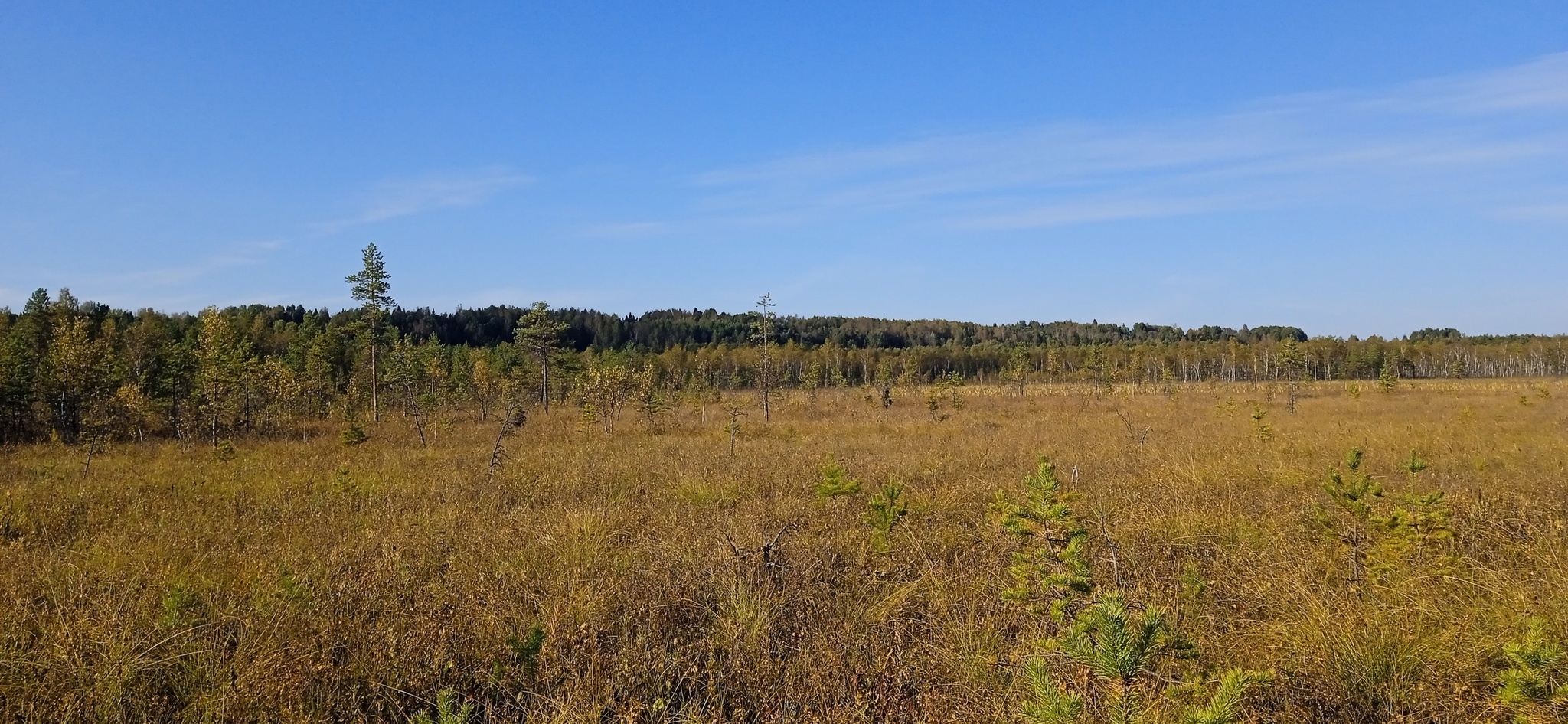 Susaninskoe swamp - Swamp, Ivan Susanin, The nature of Russia, Reserves and sanctuaries, Longpost