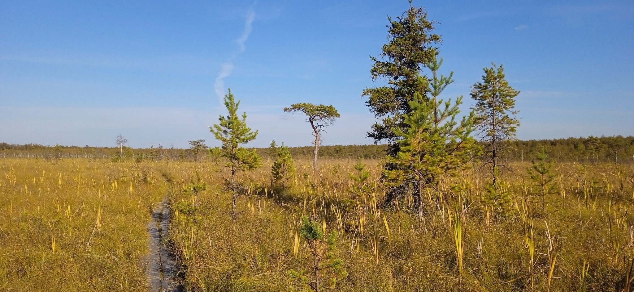 Susaninskoe swamp - Swamp, Ivan Susanin, The nature of Russia, Reserves and sanctuaries, Longpost