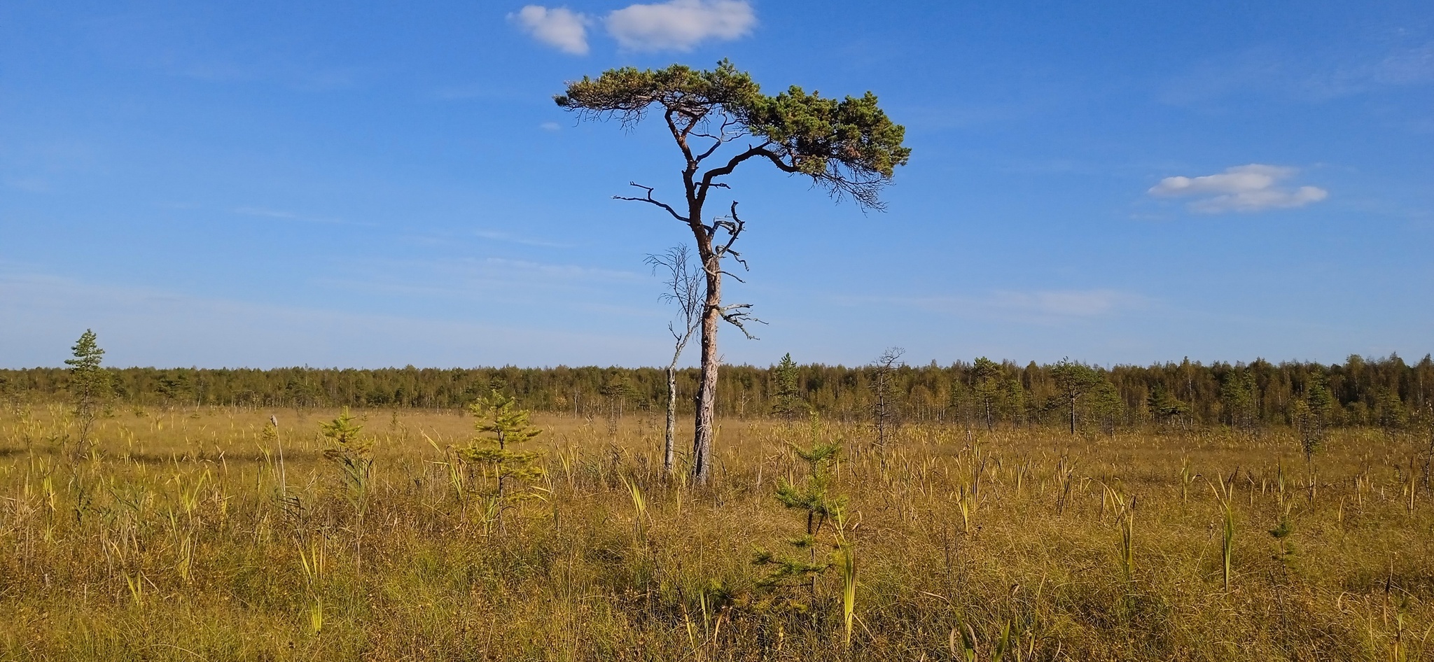 Susaninskoe swamp - Swamp, Ivan Susanin, The nature of Russia, Reserves and sanctuaries, Longpost