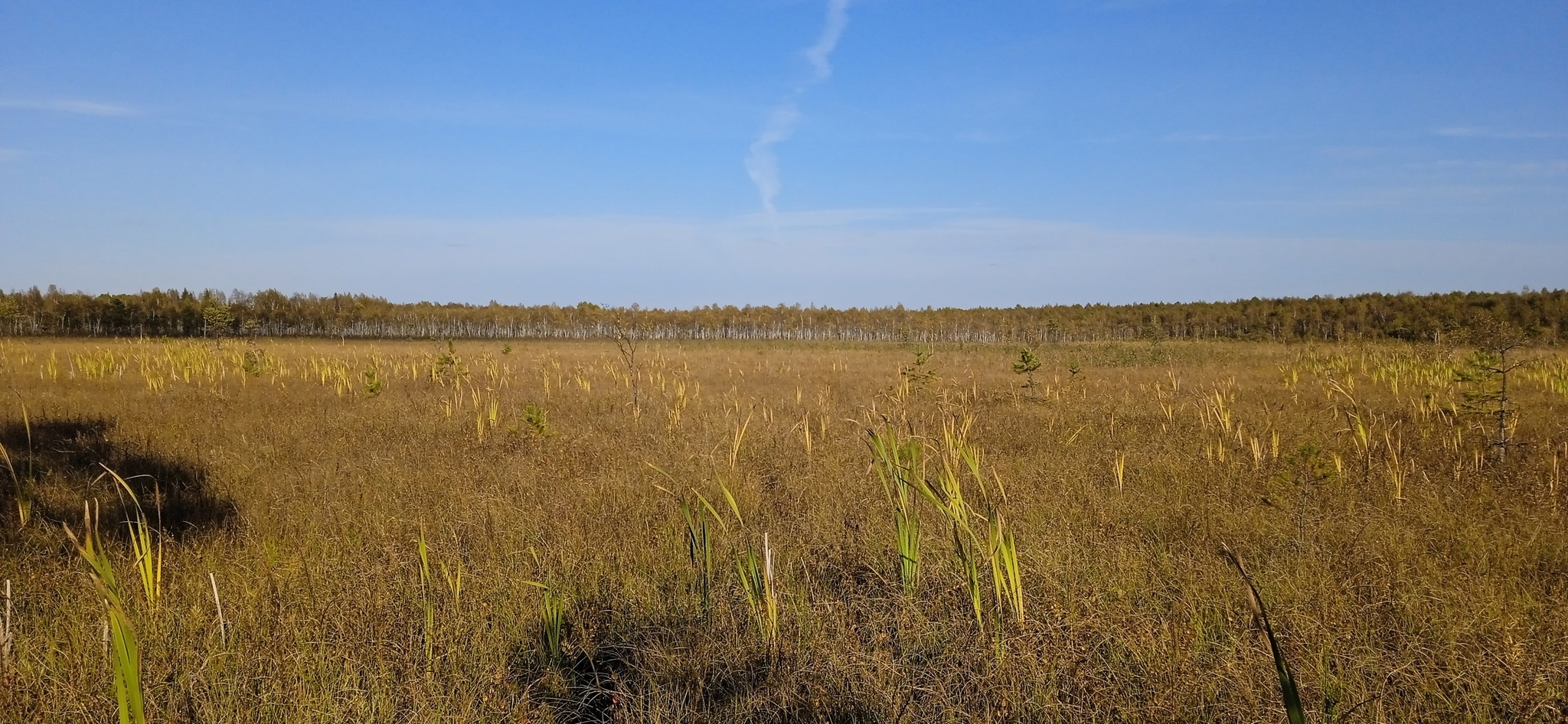 Susaninskoe swamp - Swamp, Ivan Susanin, The nature of Russia, Reserves and sanctuaries, Longpost