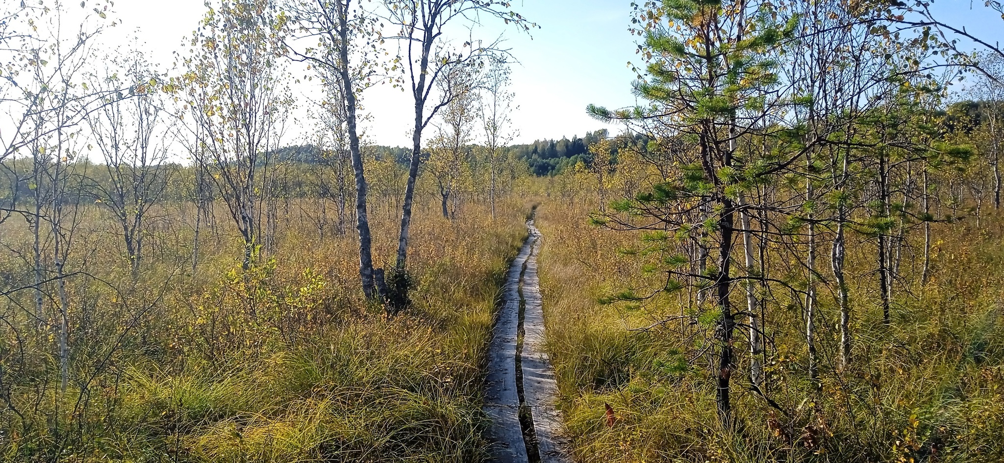 Susaninskoe swamp - Swamp, Ivan Susanin, The nature of Russia, Reserves and sanctuaries, Longpost