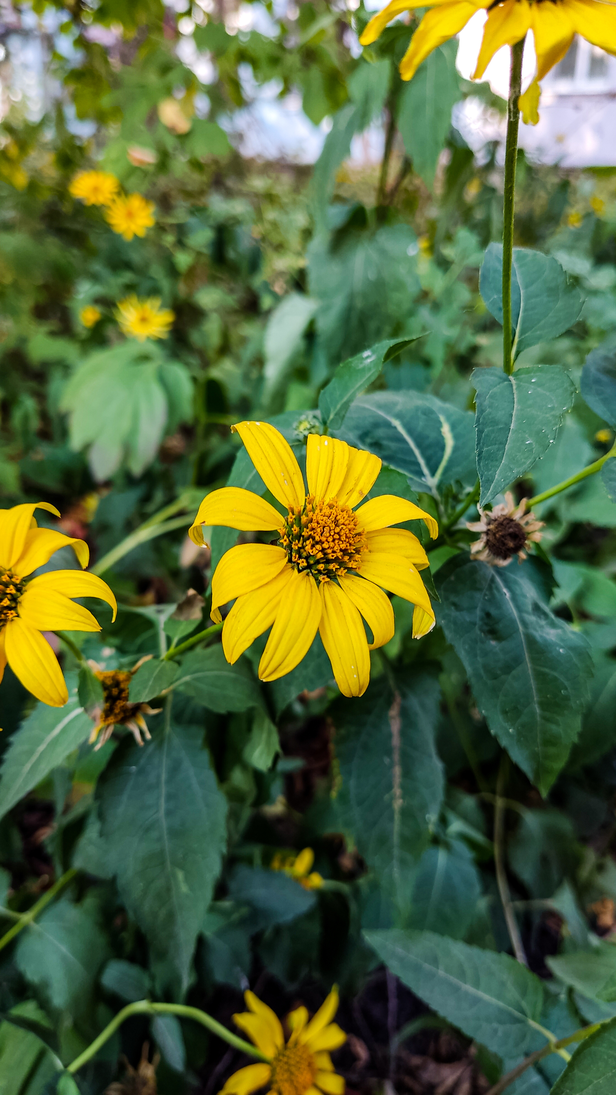 Photo project Let's take a closer look post #91. Heliopsis? - My, Bloom, Macro photography, Nature, The photo, Microfilming, The nature of Russia, Steppe, Longpost