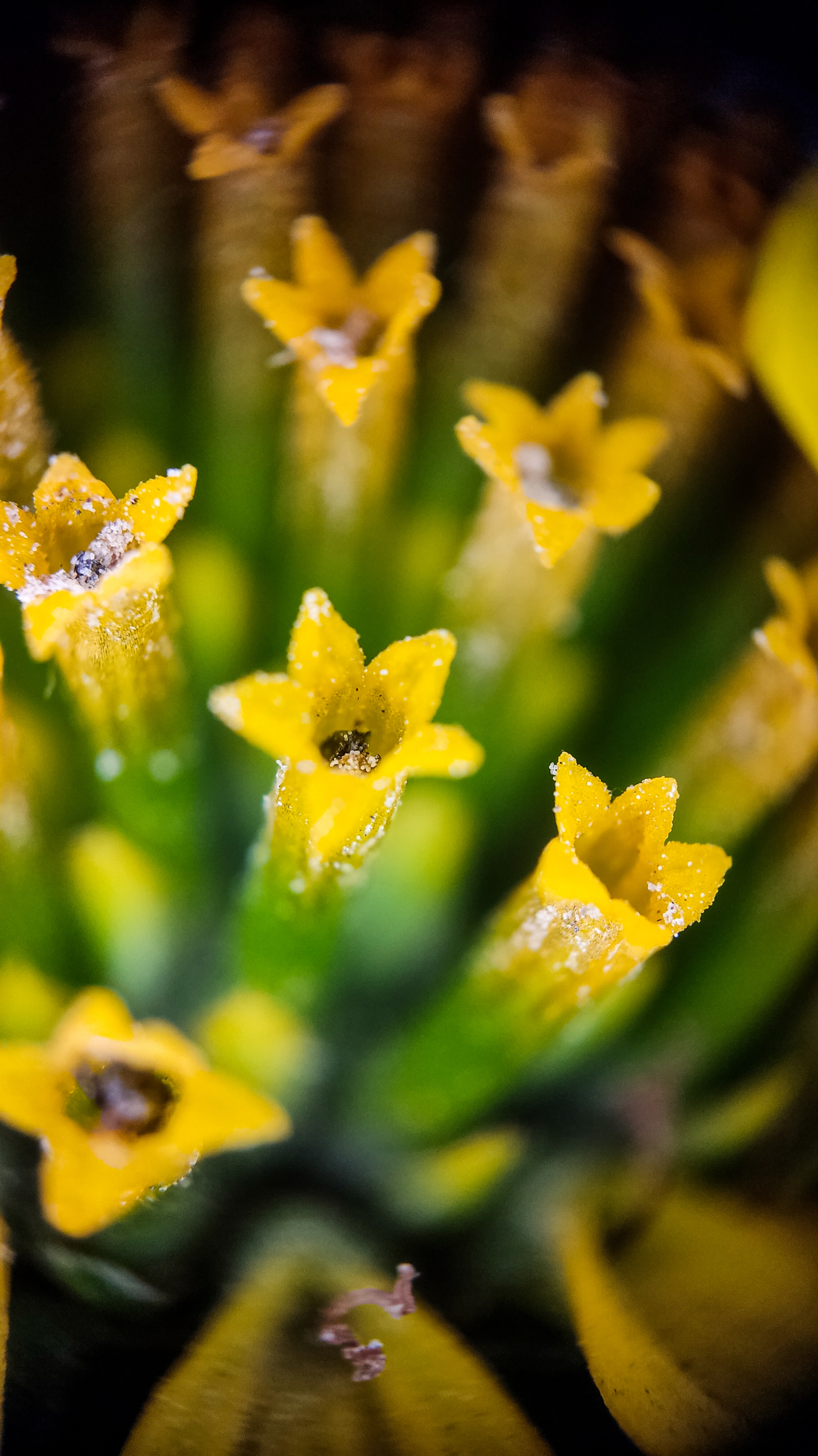 Photo project Let's take a closer look post #91. Heliopsis? - My, Bloom, Macro photography, Nature, The photo, Microfilming, The nature of Russia, Steppe, Longpost