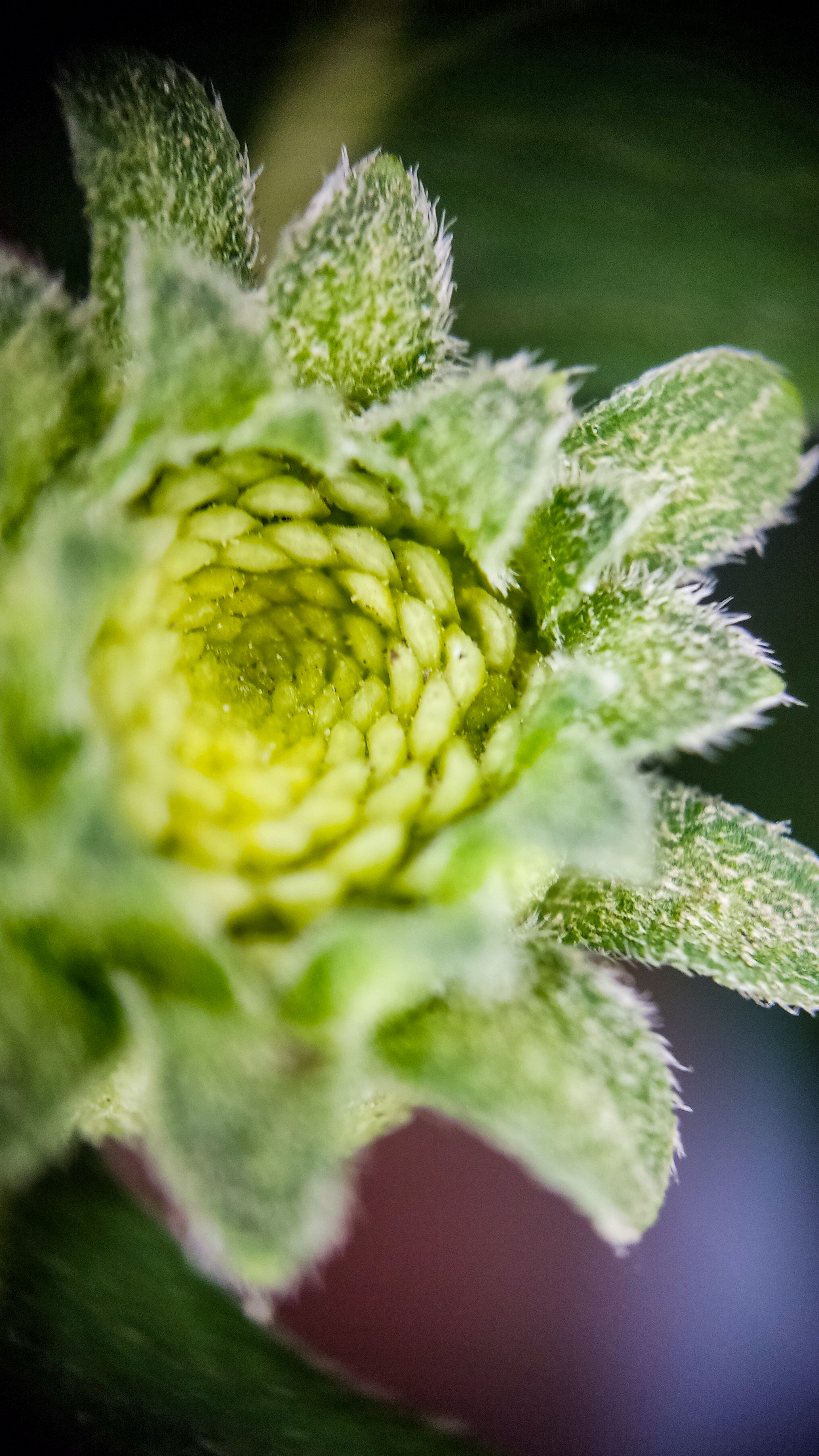 Photo project Let's take a closer look post #91. Heliopsis? - My, Bloom, Macro photography, Nature, The photo, Microfilming, The nature of Russia, Steppe, Longpost