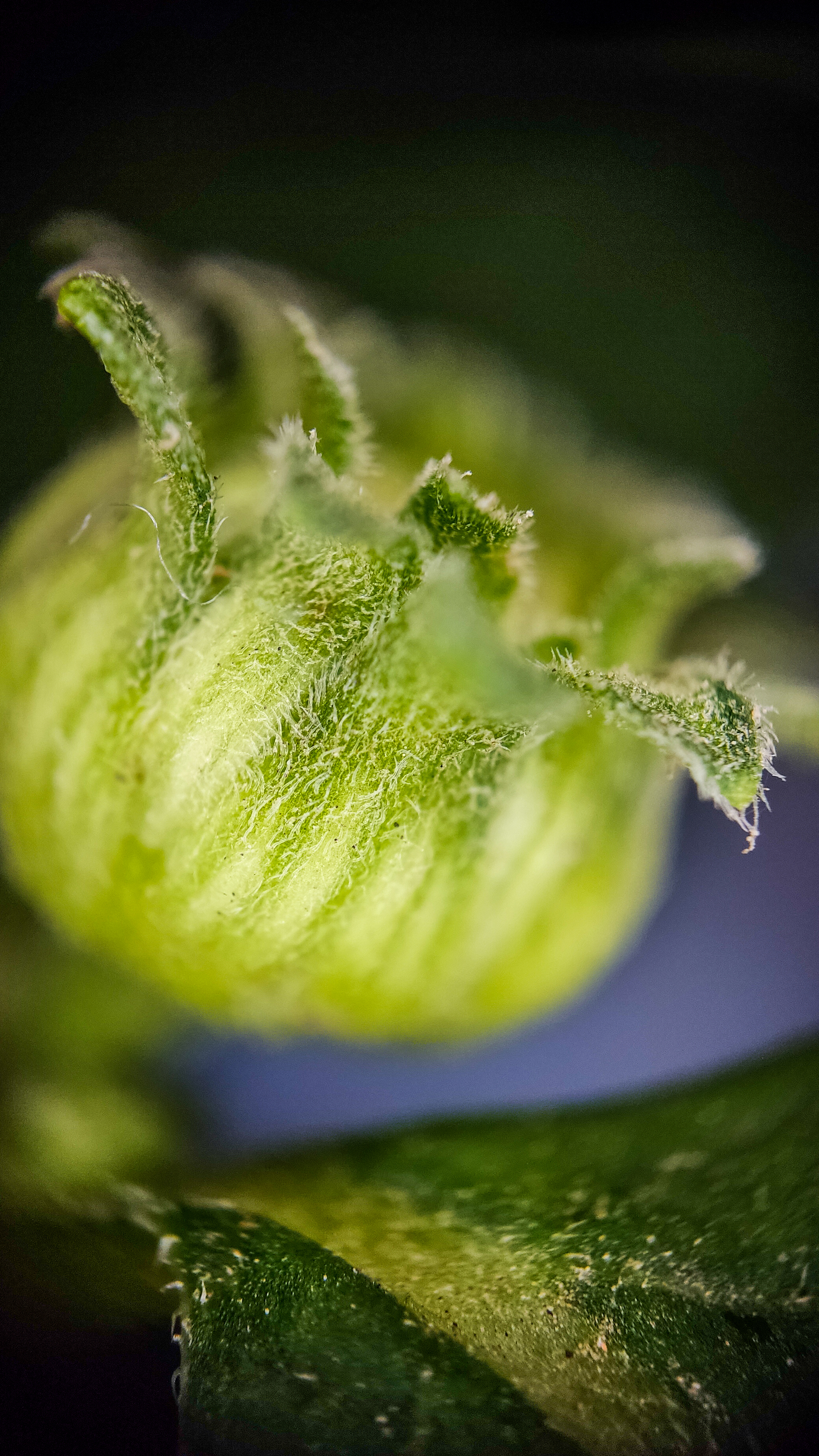 Photo project Let's take a closer look post #91. Heliopsis? - My, Bloom, Macro photography, Nature, The photo, Microfilming, The nature of Russia, Steppe, Longpost