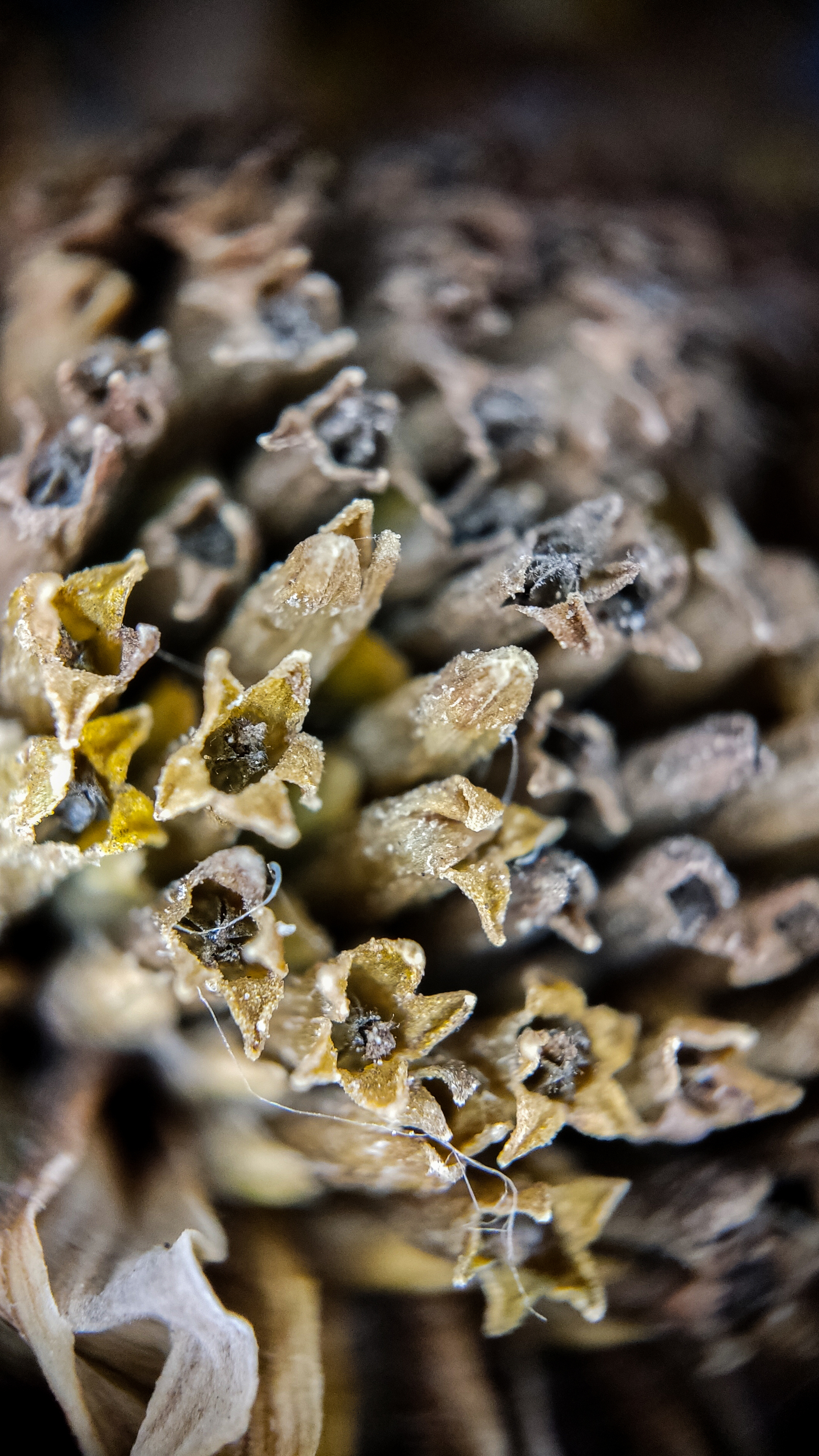 Photo project Let's take a closer look post #91. Heliopsis? - My, Bloom, Macro photography, Nature, The photo, Microfilming, The nature of Russia, Steppe, Longpost