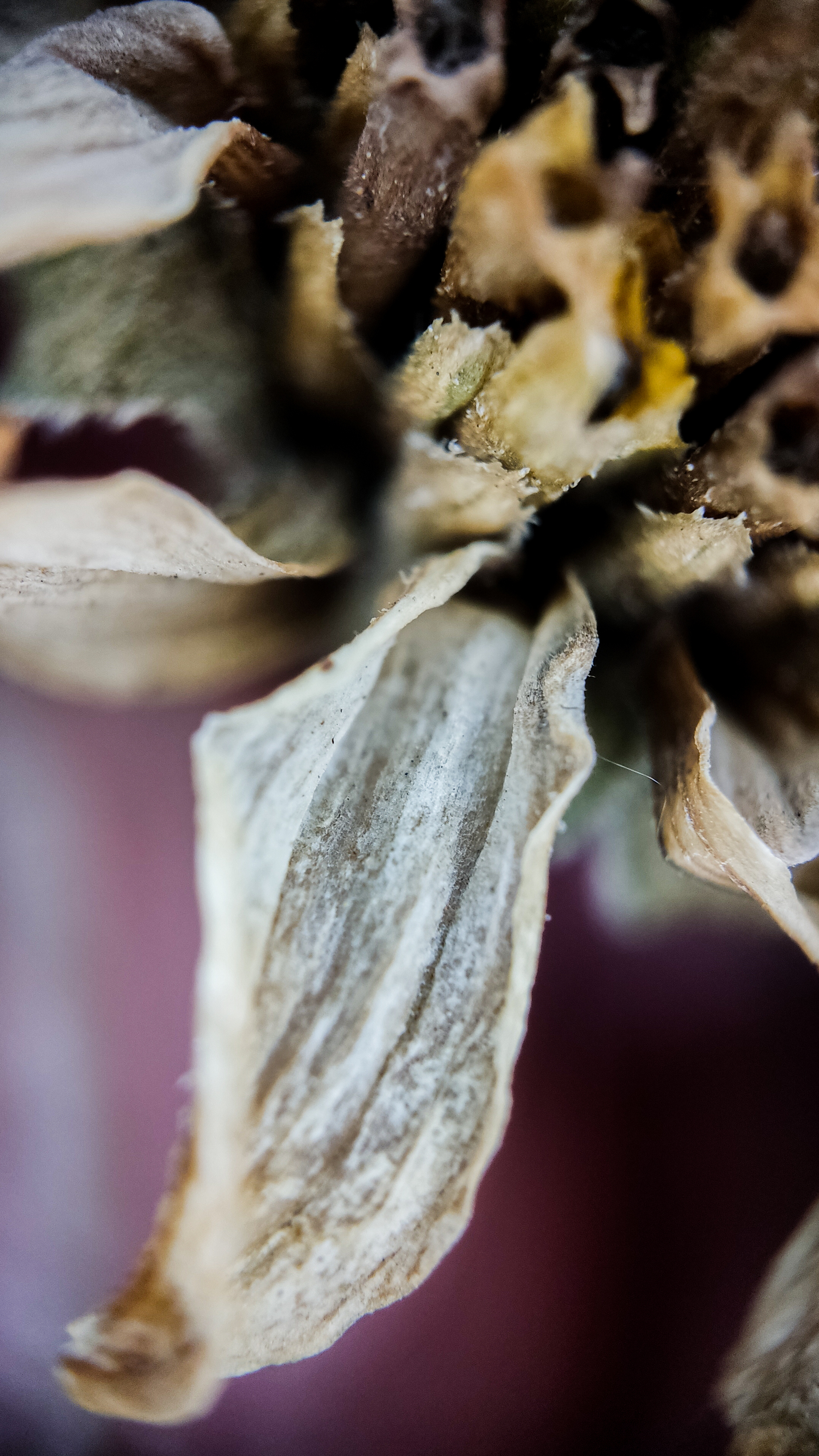 Photo project Let's take a closer look post #91. Heliopsis? - My, Bloom, Macro photography, Nature, The photo, Microfilming, The nature of Russia, Steppe, Longpost