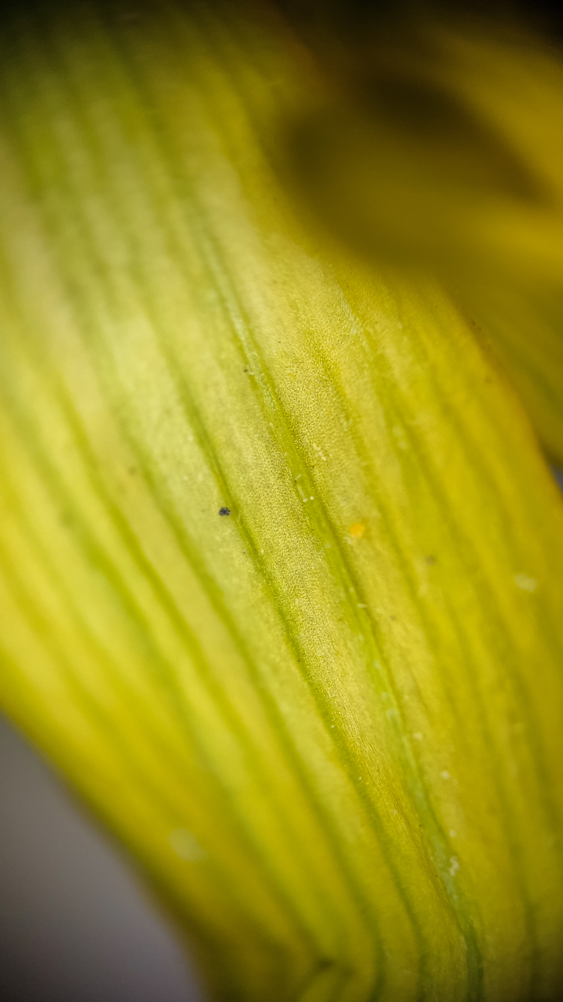 Photo project Let's take a closer look post #91. Heliopsis? - My, Bloom, Macro photography, Nature, The photo, Microfilming, The nature of Russia, Steppe, Longpost