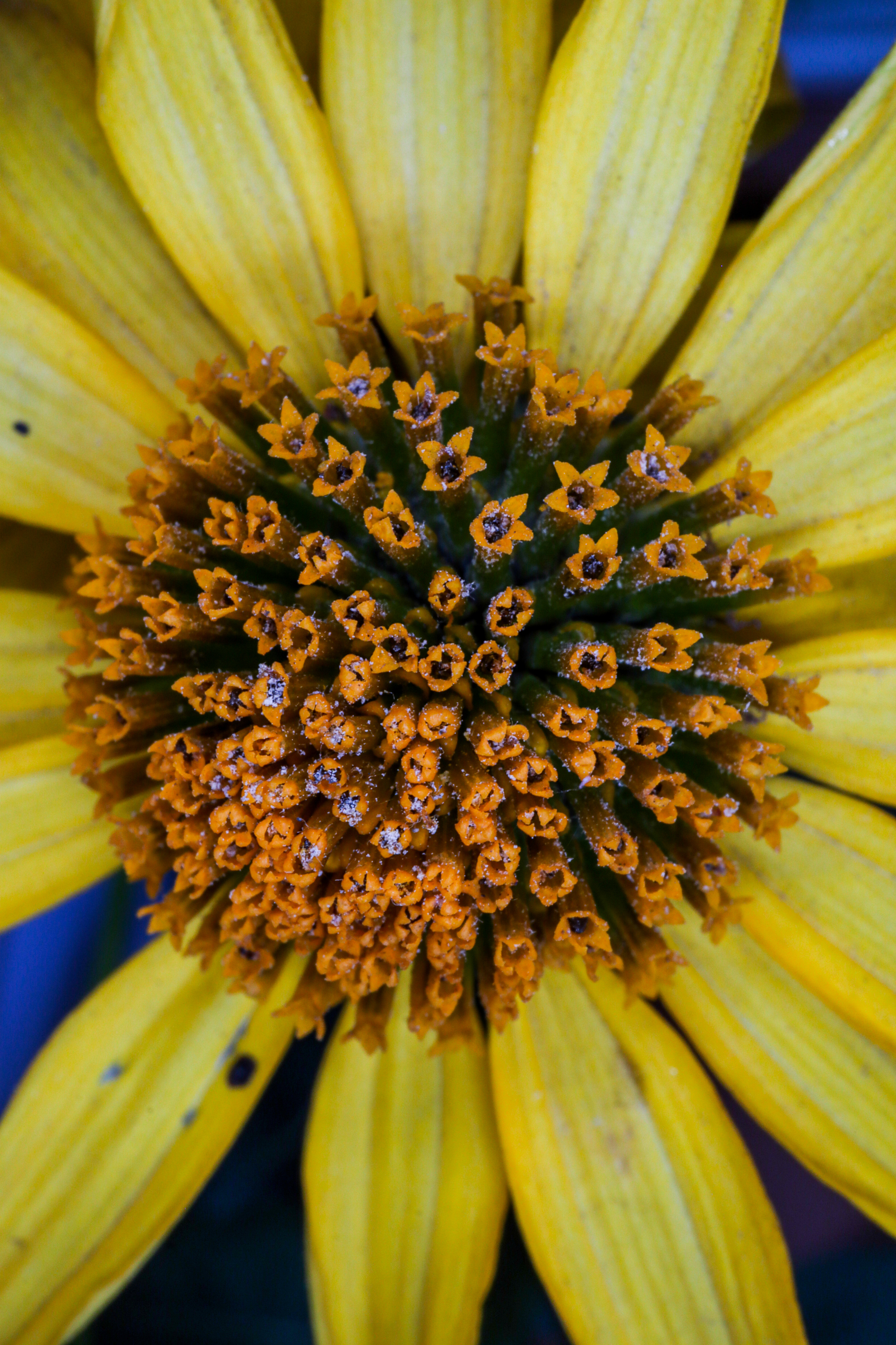 Photo project Let's take a closer look post #91. Heliopsis? - My, Bloom, Macro photography, Nature, The photo, Microfilming, The nature of Russia, Steppe, Longpost