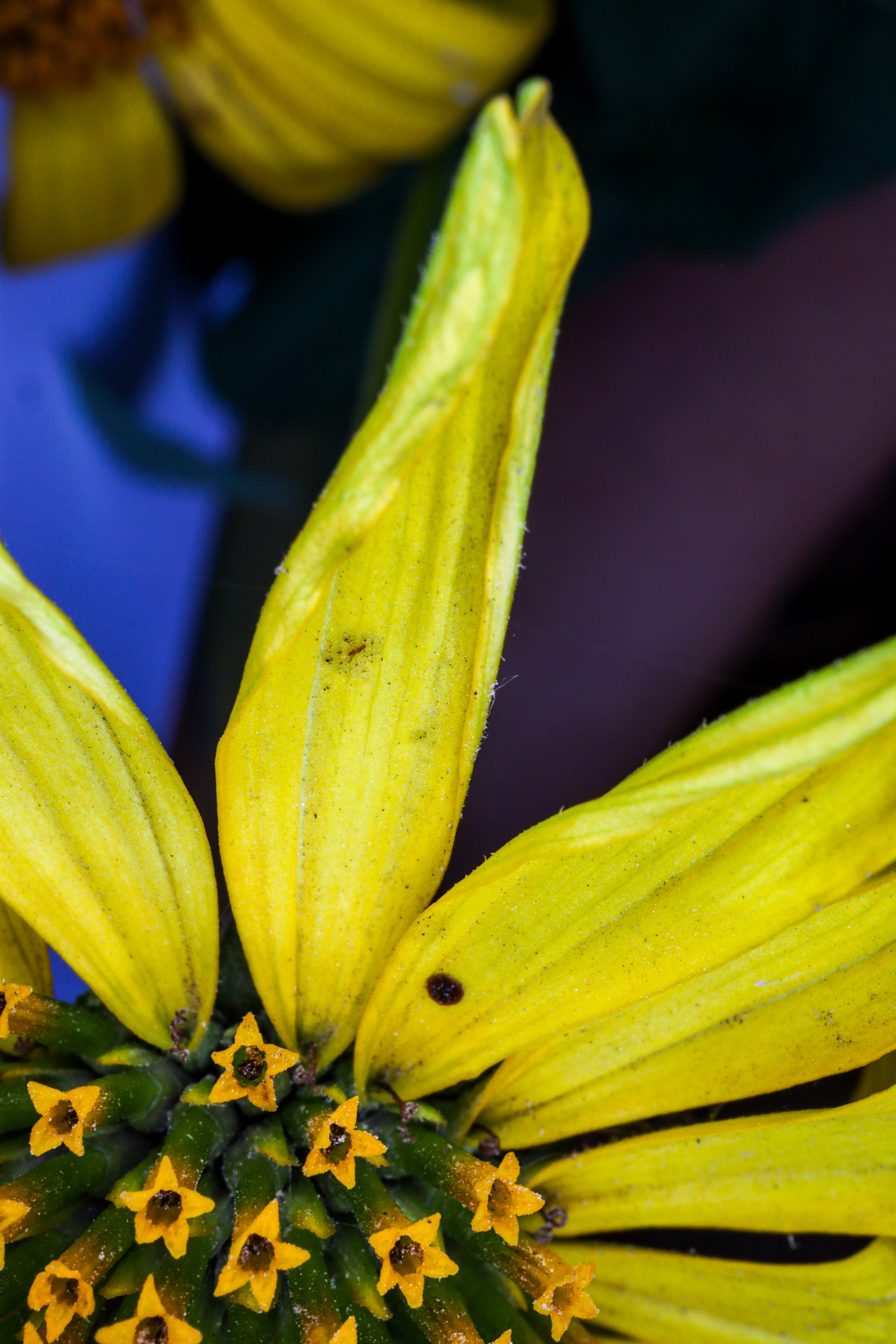 Photo project Let's take a closer look post #91. Heliopsis? - My, Bloom, Macro photography, Nature, The photo, Microfilming, The nature of Russia, Steppe, Longpost