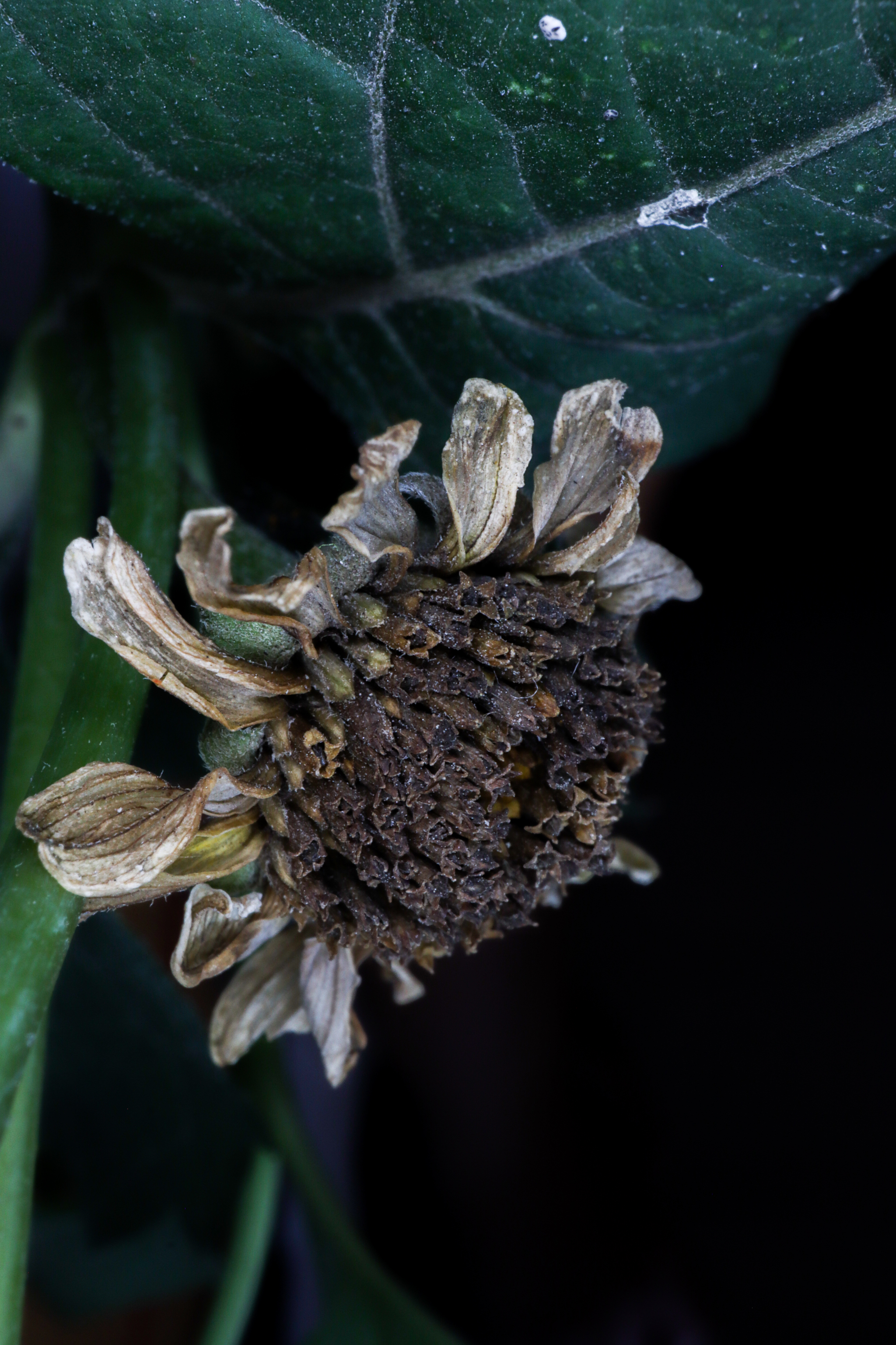 Photo project Let's take a closer look post #91. Heliopsis? - My, Bloom, Macro photography, Nature, The photo, Microfilming, The nature of Russia, Steppe, Longpost