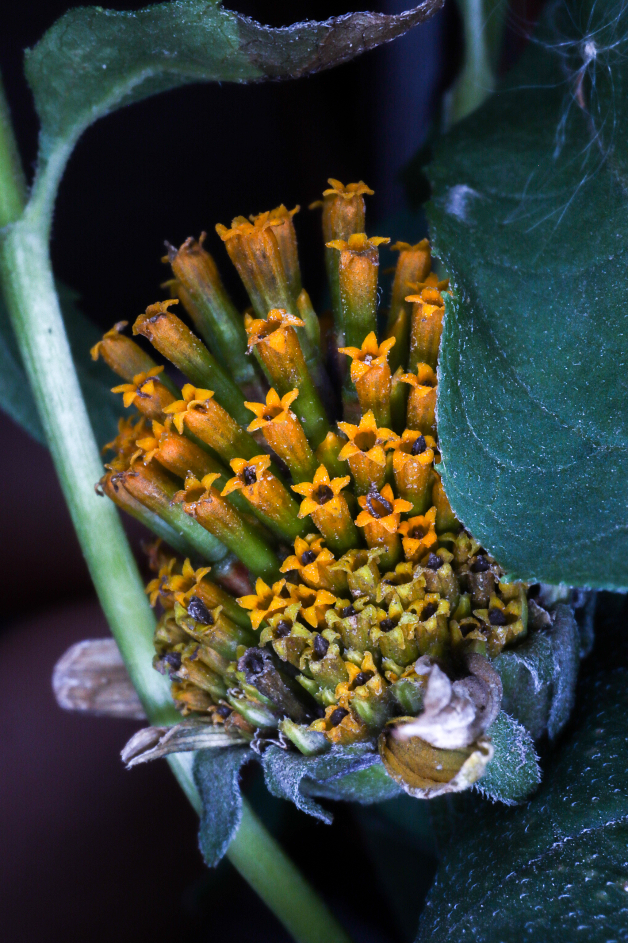 Photo project Let's take a closer look post #91. Heliopsis? - My, Bloom, Macro photography, Nature, The photo, Microfilming, The nature of Russia, Steppe, Longpost