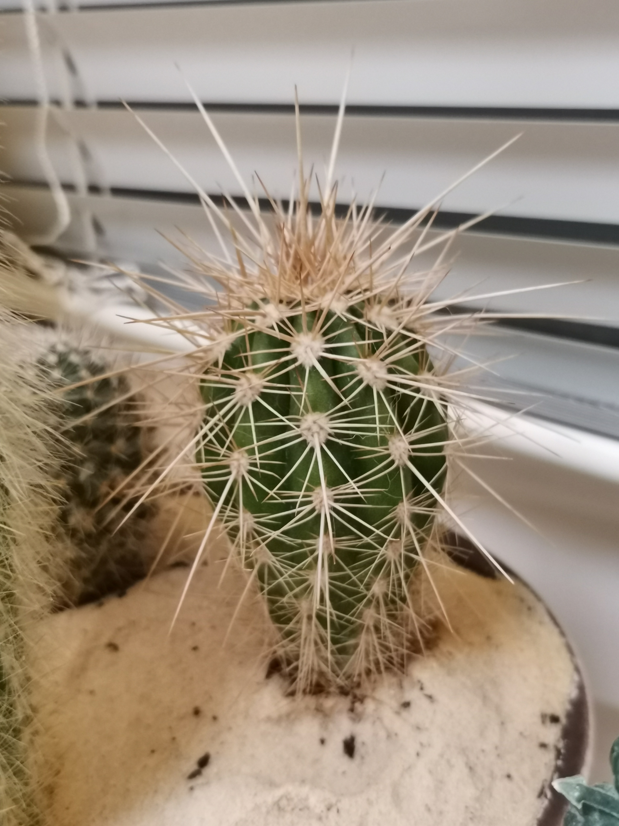 What kind of cacti are these? - My, Cactus, Succulents, Longpost